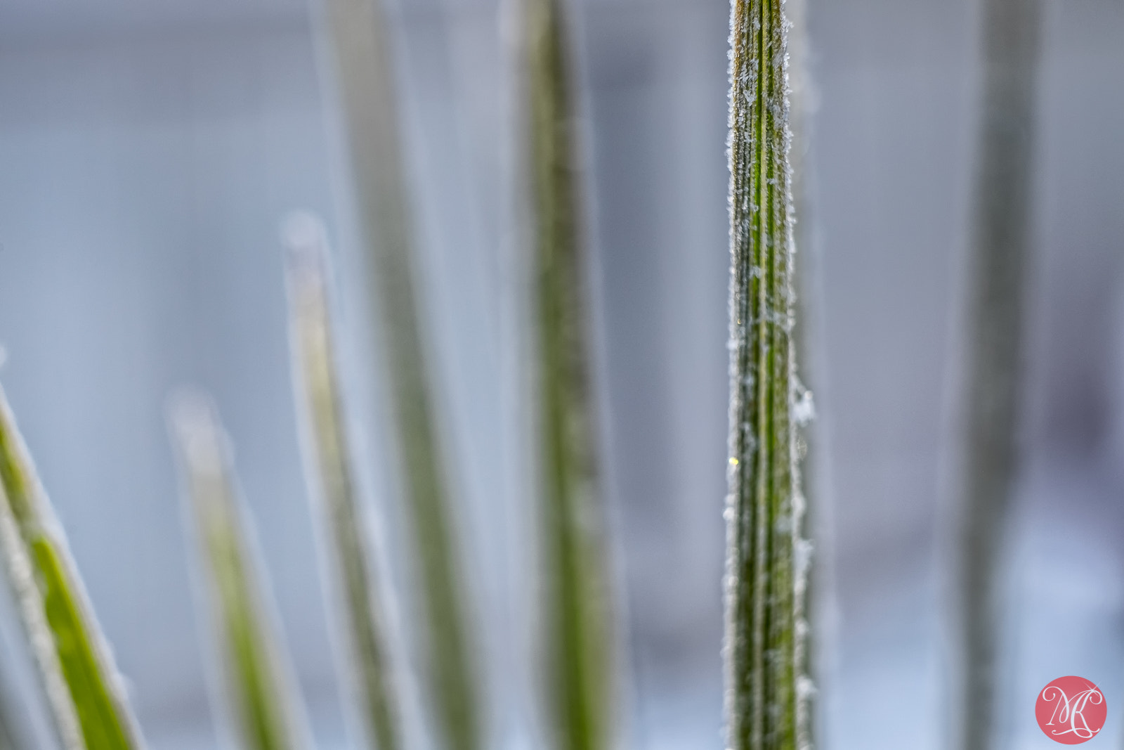 Fujifilm X-T1 + Fujifilm XF 60mm F2.4 R Macro sample photo. Frosty morning photography
