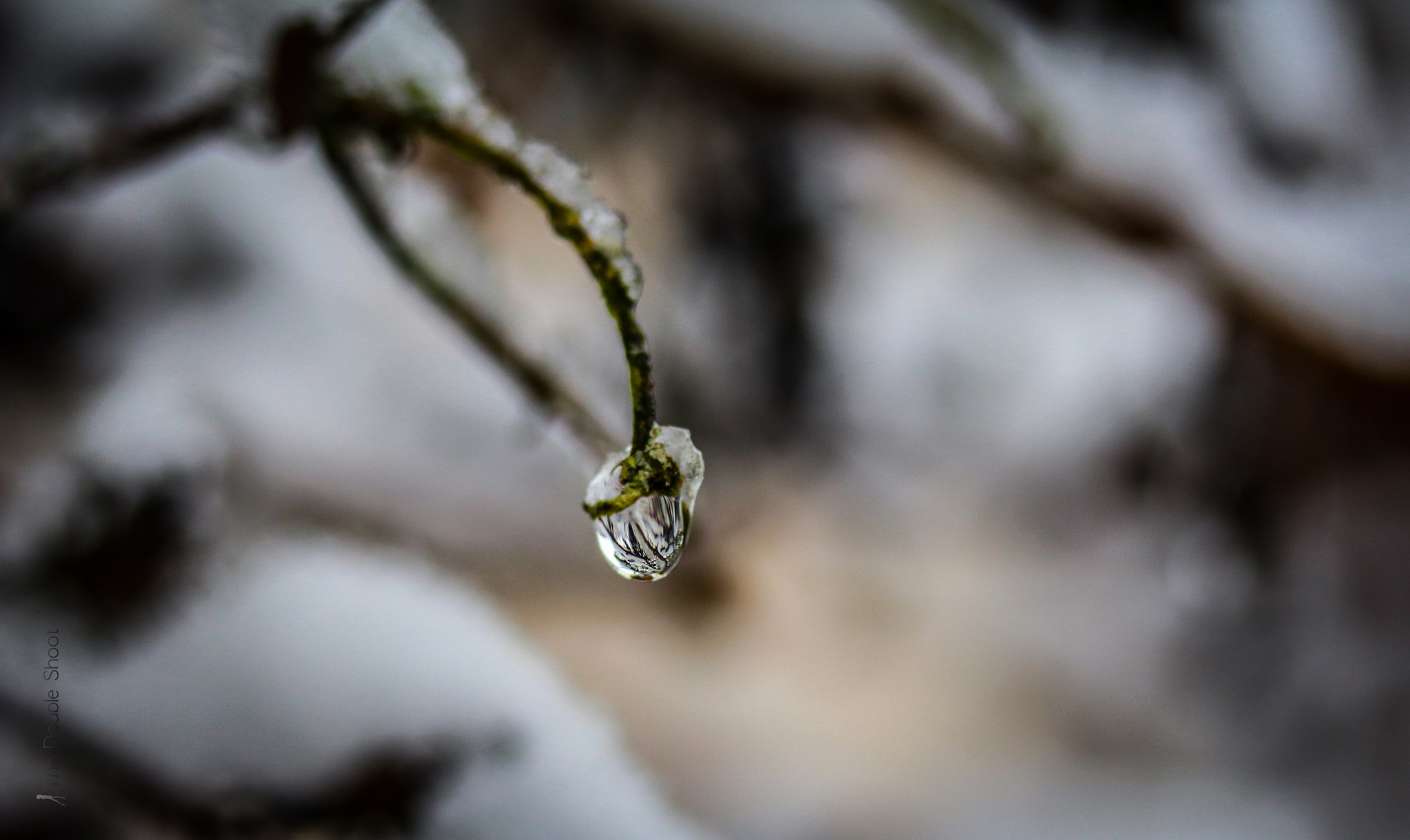 Canon EF-S 60mm F2.8 Macro USM sample photo. Frozen photography