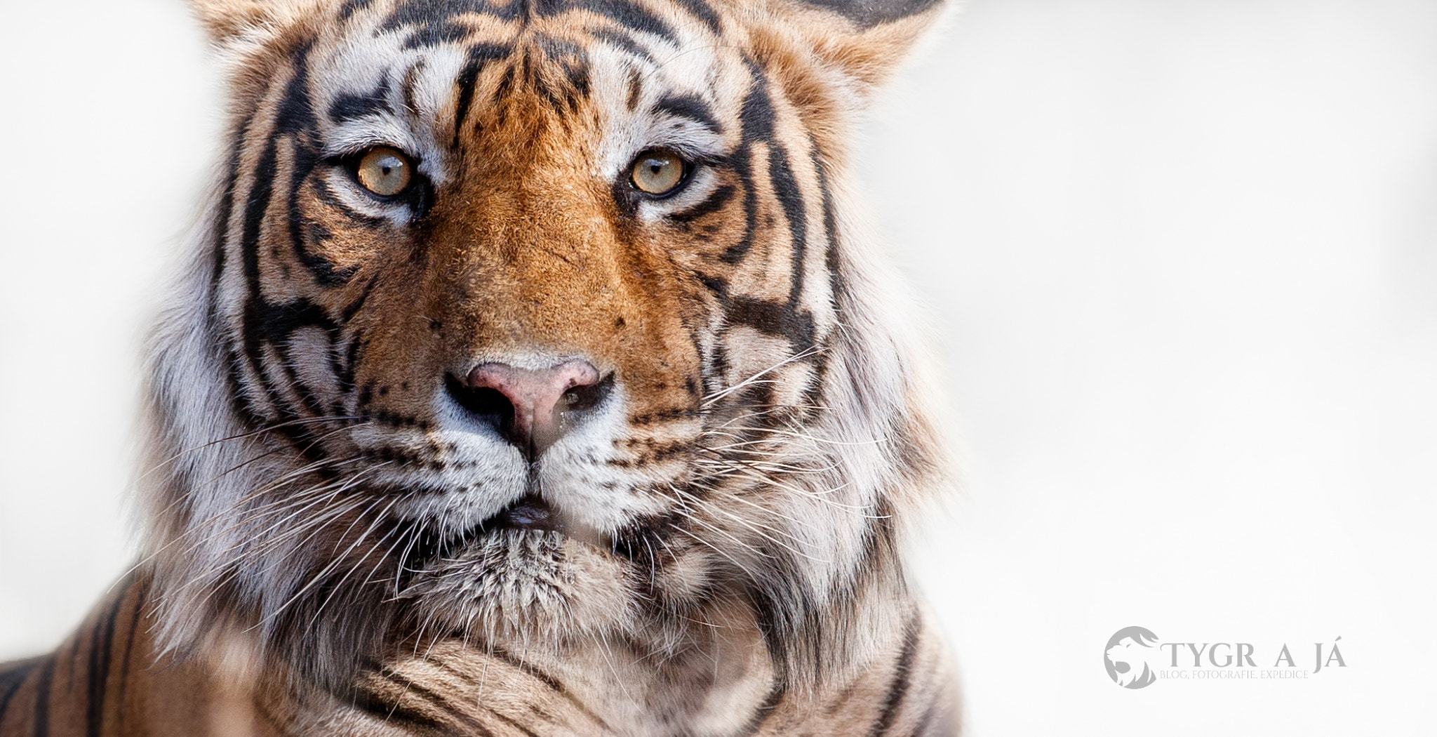 Canon EF 300mm F2.8L IS II USM sample photo. Meet the tiger photography