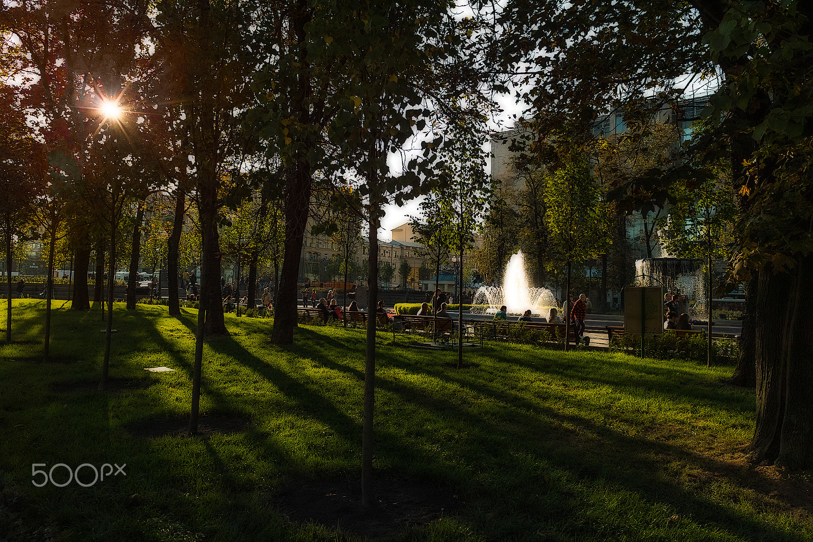 Sigma DP1 sample photo. Shadows on a green grass photography