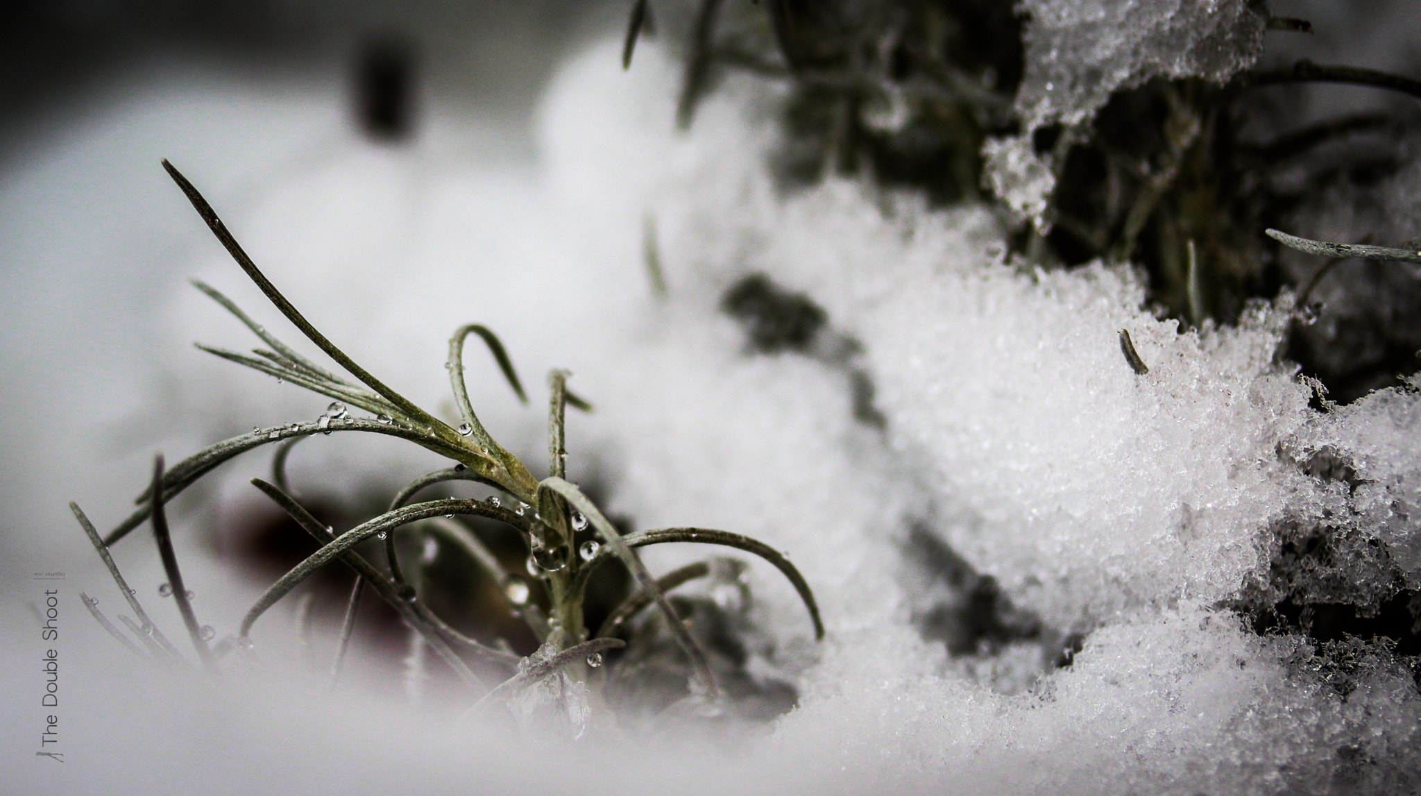 Canon EF-S 60mm F2.8 Macro USM sample photo. Frozen flora photography