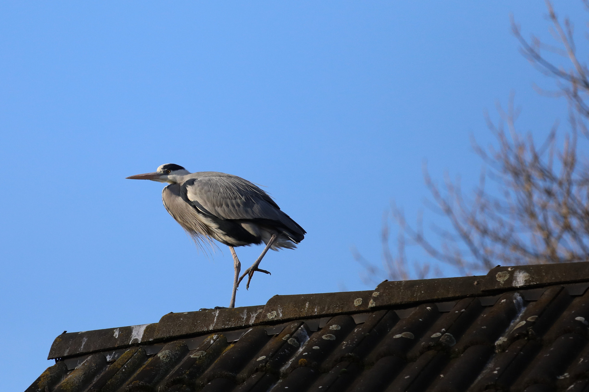 Canon EF 70-200mm F4L IS USM sample photo. Bird on the roof photography