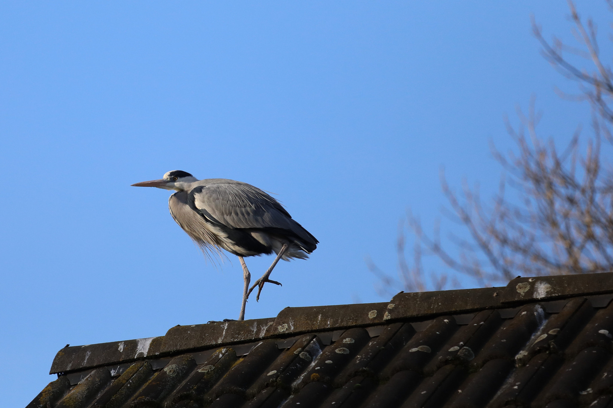 Canon EOS 5D Mark IV sample photo. Bird on the roof photography