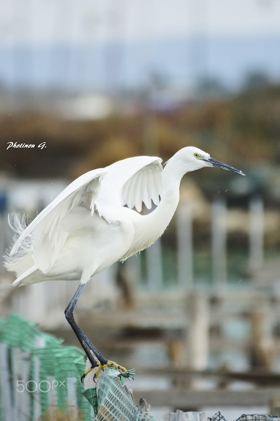 Sony 70-300mm F4.5-5.6 G SSM II sample photo. White heron in lefkada's lagoon photography