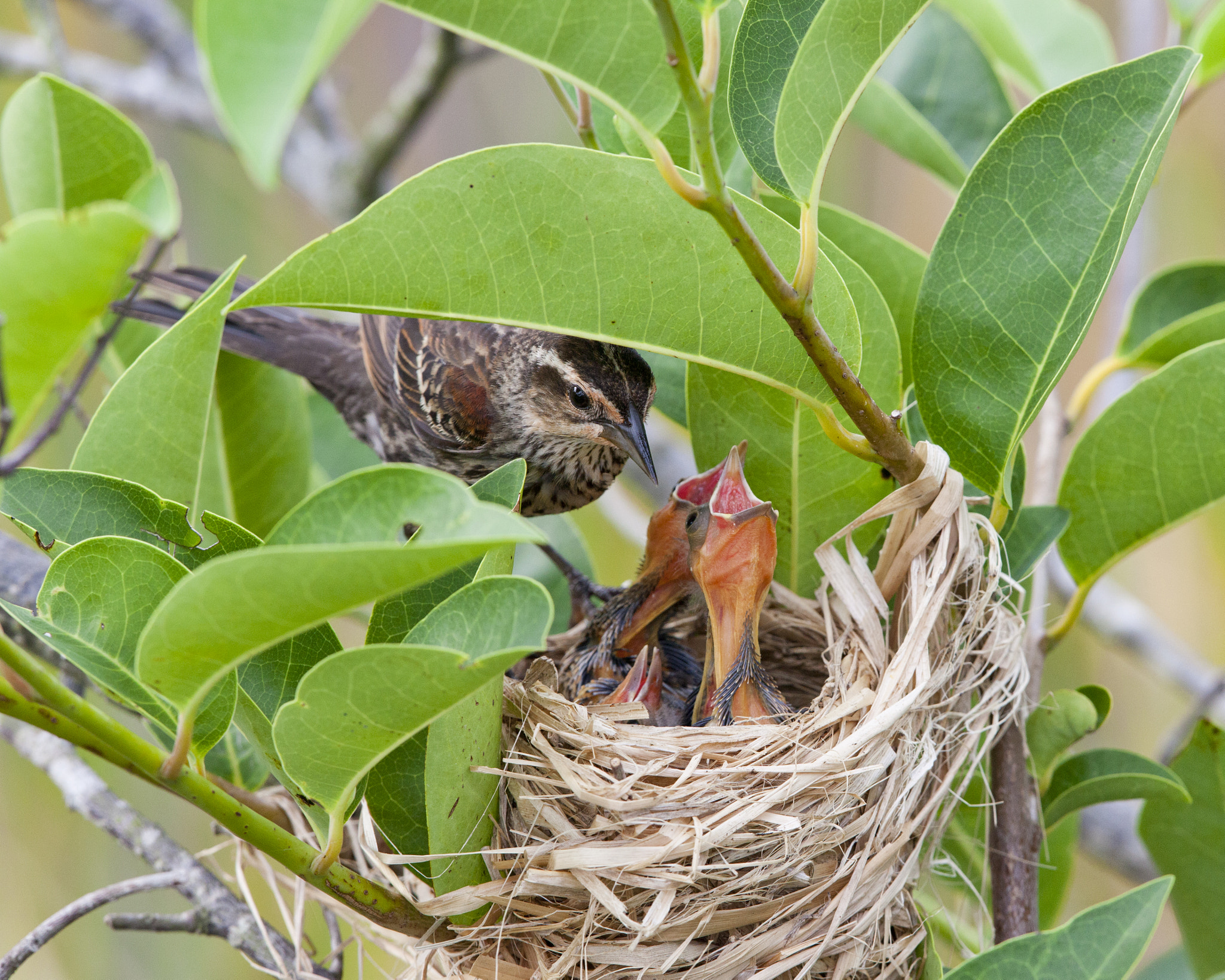 Canon EOS 5D Mark II + Canon EF 500mm F4L IS II USM sample photo. Red wing blackbird nest photography