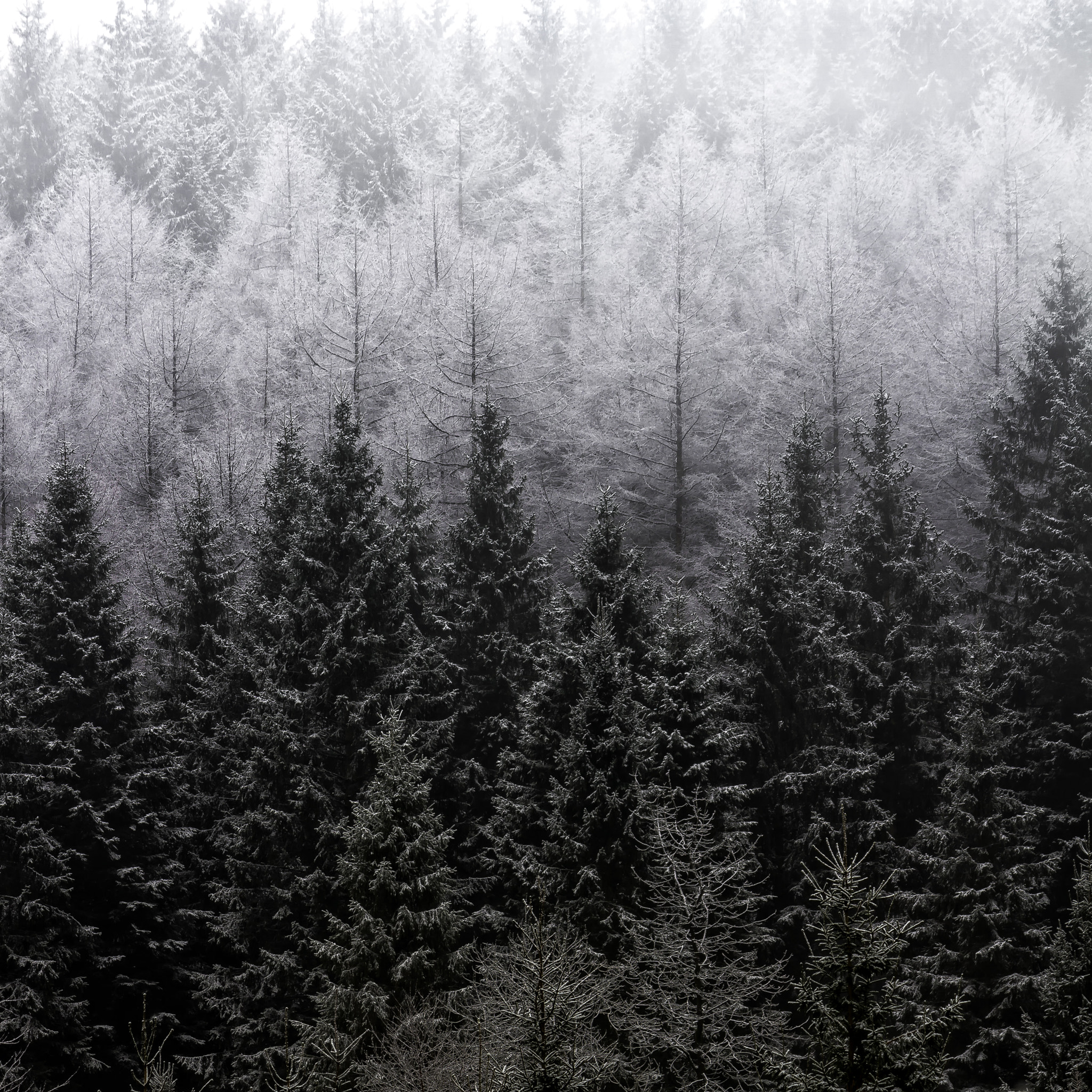 Canon EF-S 55-250mm F4-5.6 IS sample photo. Macclesfield forest photography