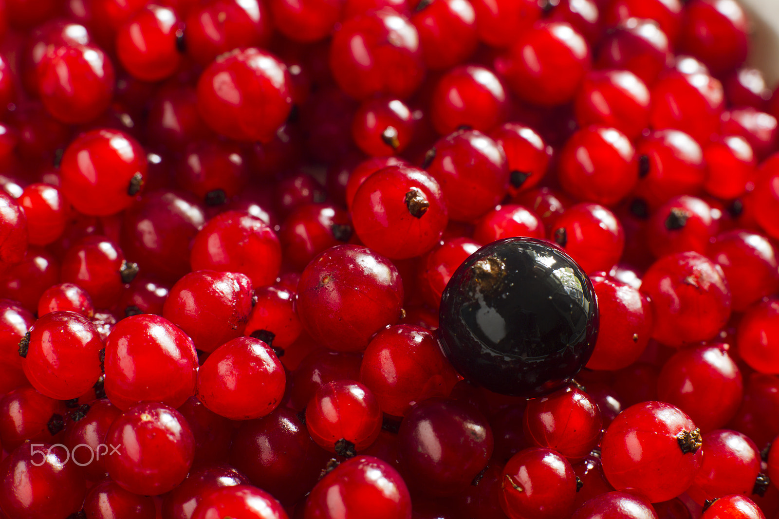 Canon EOS-1D Mark IV sample photo. Berries of black and red currants. photography