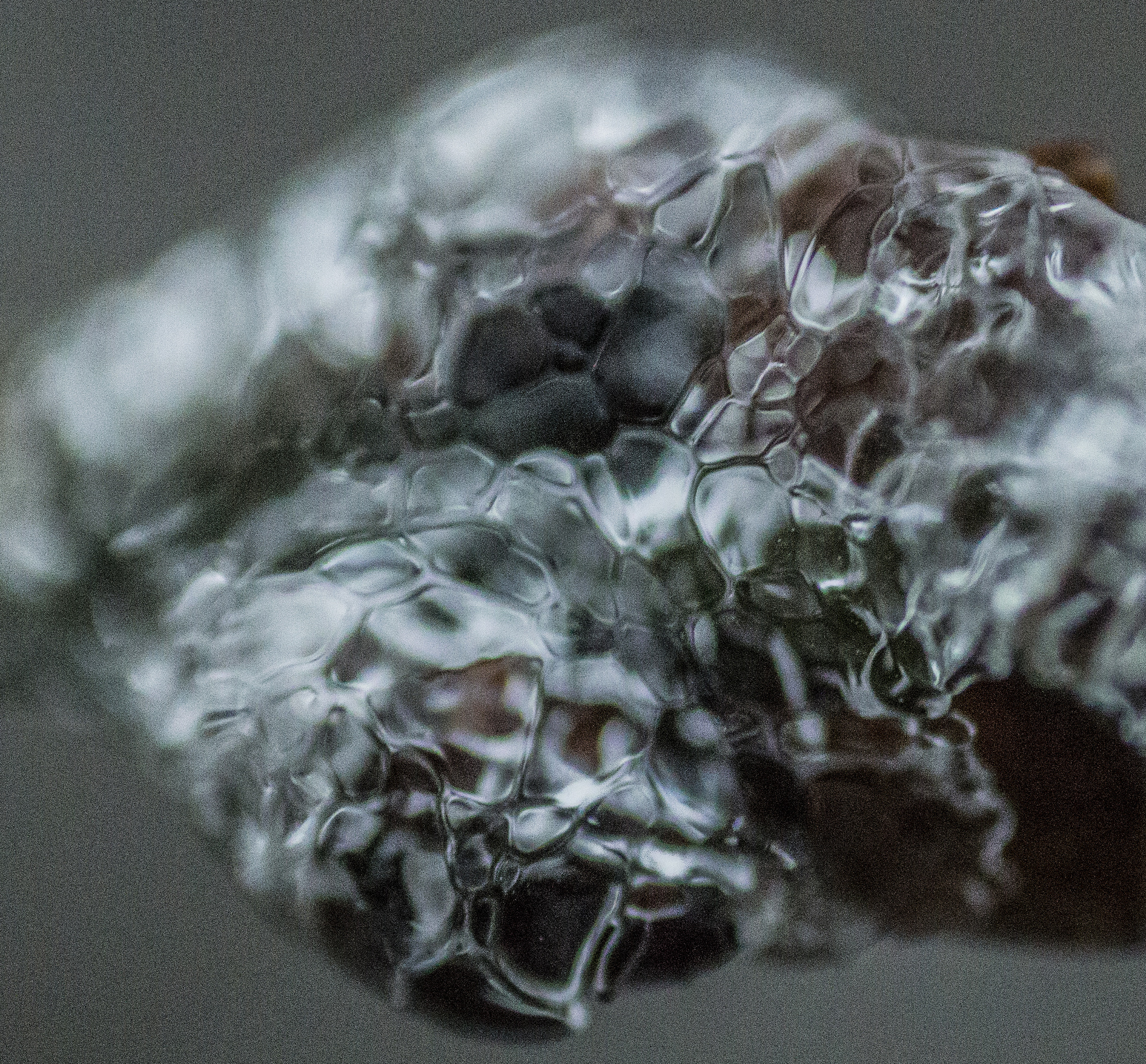 Canon MP-E 65mm F2.5 1-5x Macro Photo sample photo. Ice cel photography