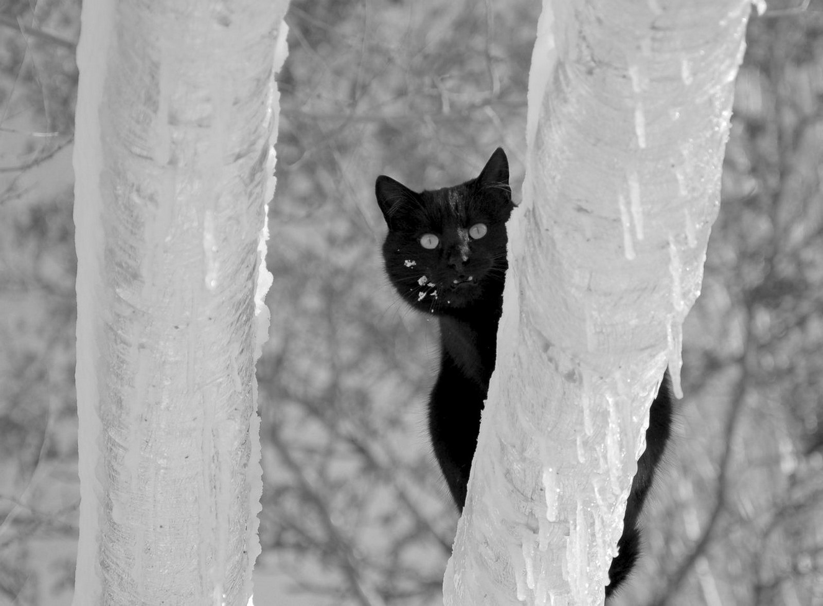 Nikon D50 sample photo. Ты кто? photography