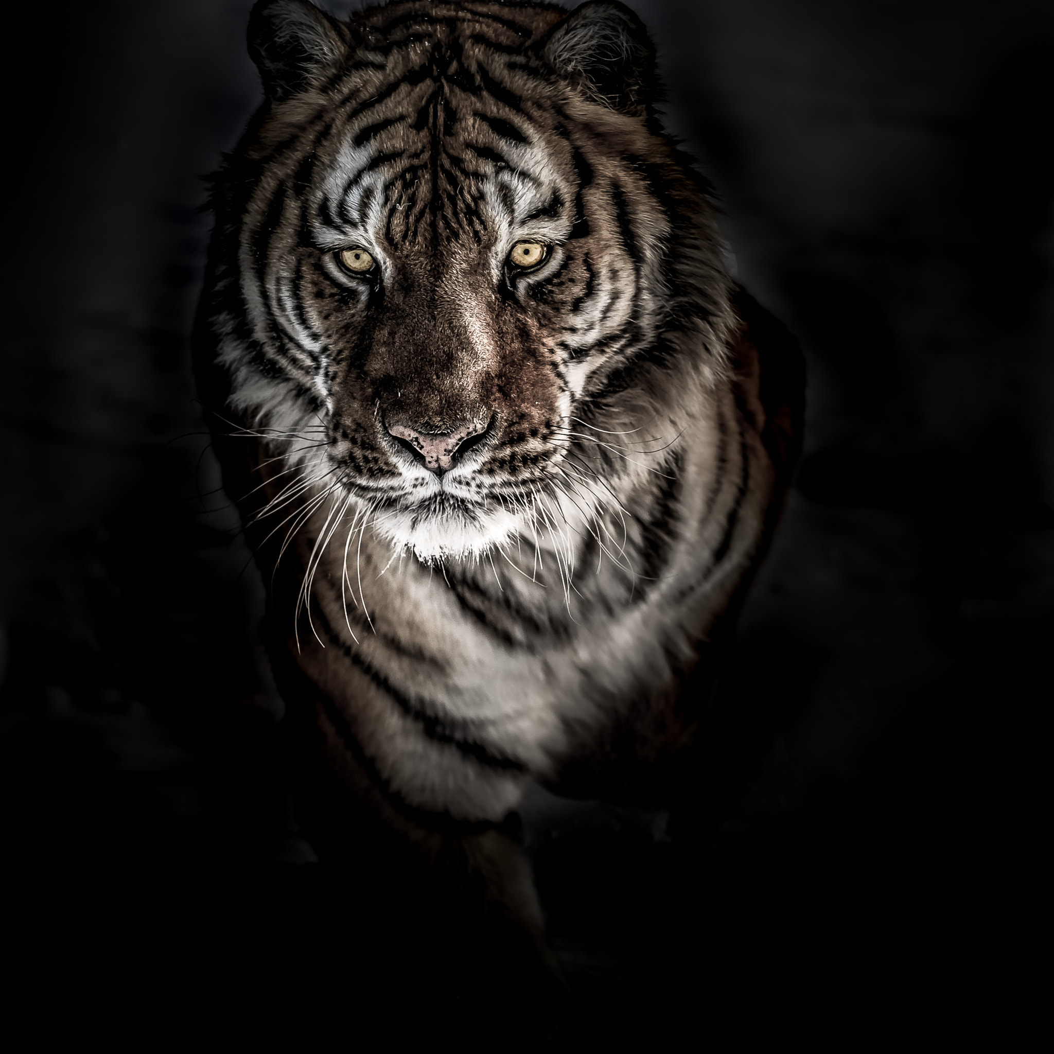 Nikon D3S sample photo. Siberian tiger photography