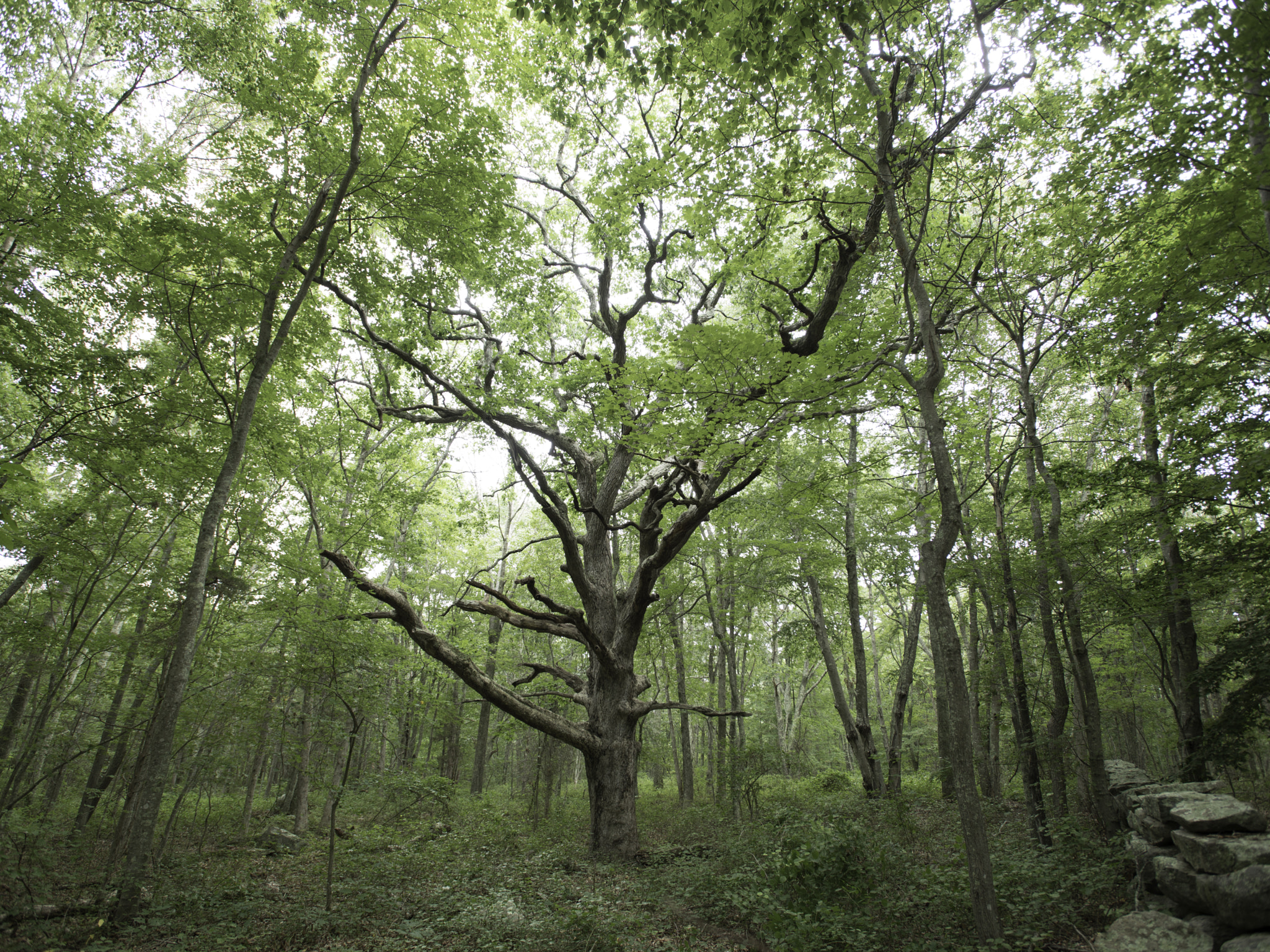 Nikon AF-S Nikkor 17-35mm F2.8D ED-IF sample photo. Tree x photography