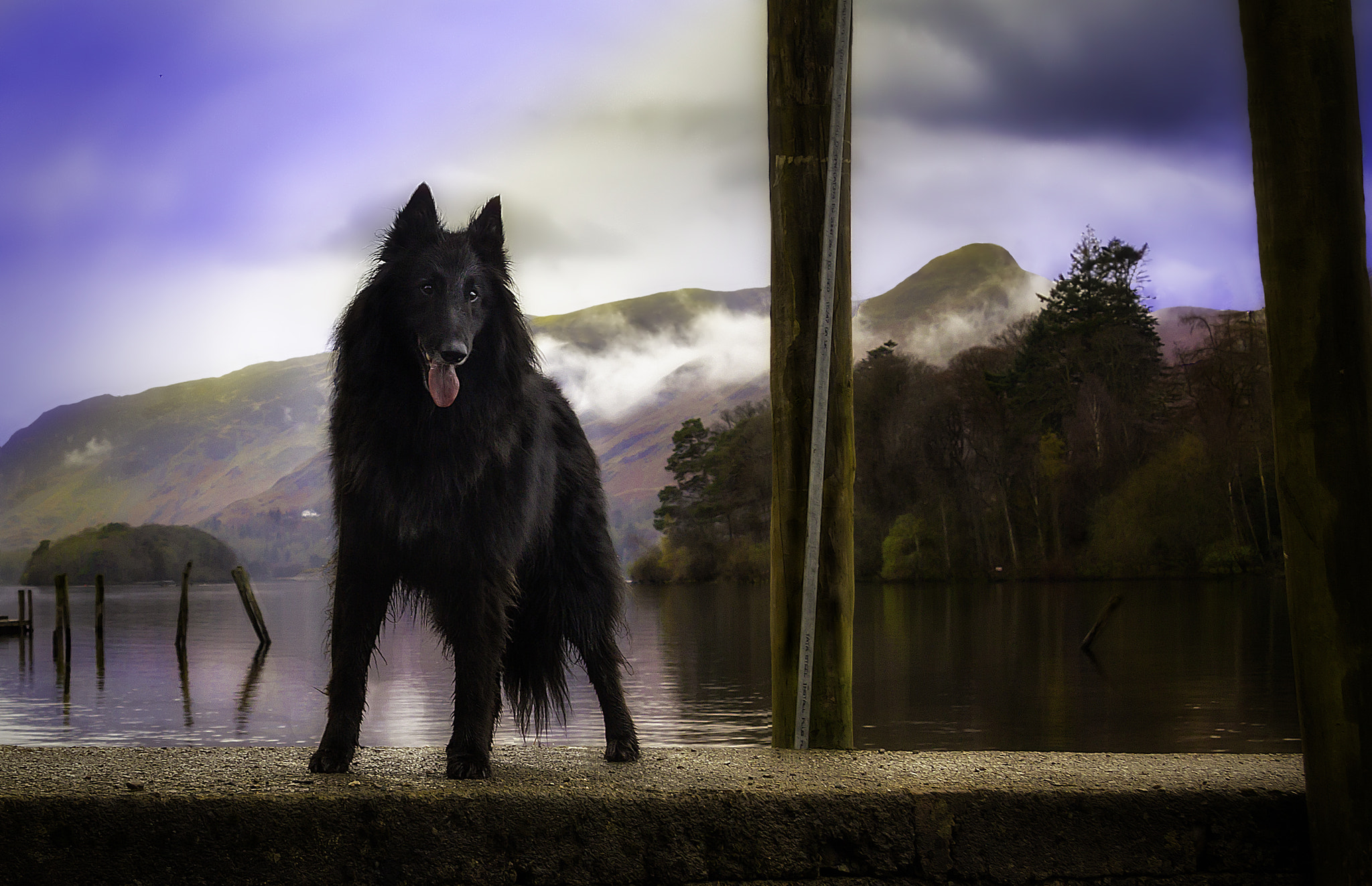 Canon EF-S 17-85mm F4-5.6 IS USM sample photo. A dog on a pier photography