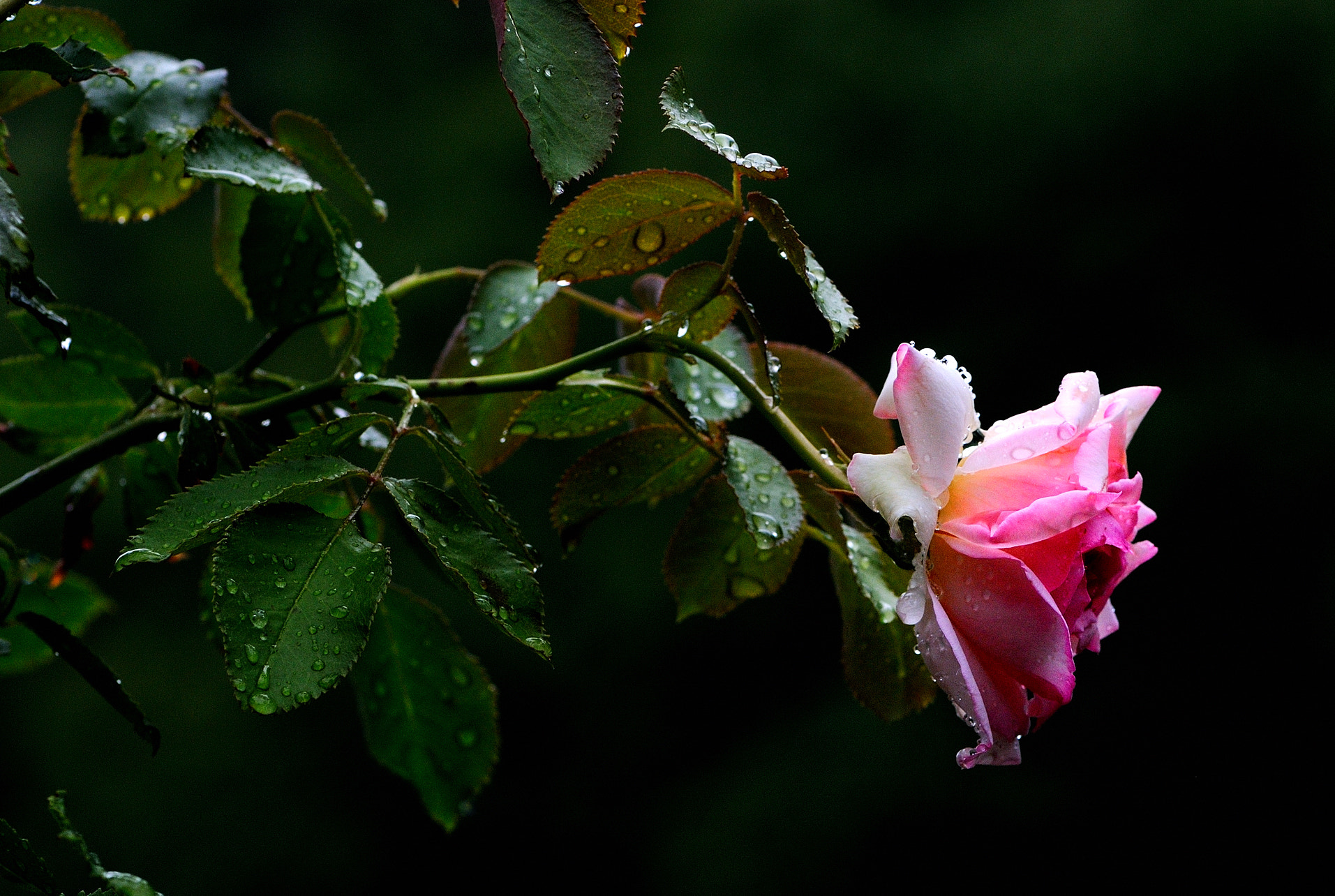 Nikon D300S sample photo. Piove su una rosa photography
