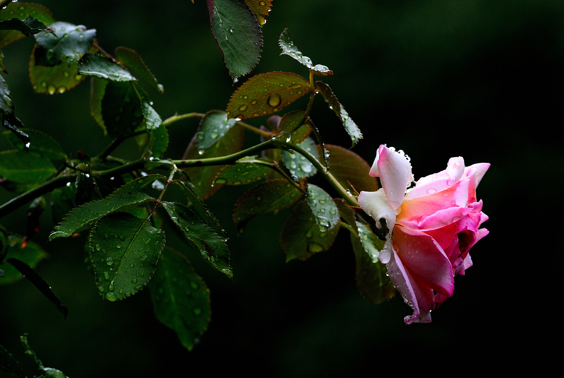 Nikon AF-S Micro-Nikkor 105mm F2.8G IF-ED VR sample photo. Piove su una rosa photography
