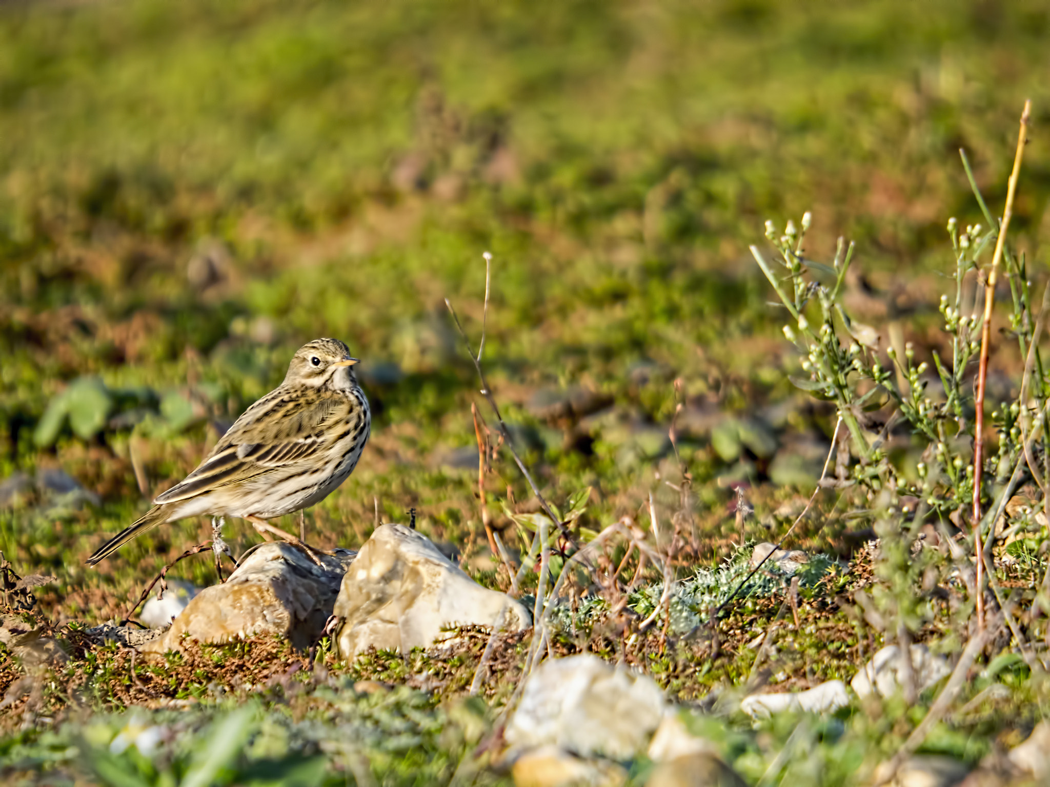 SIGMA 50-500mm F4-6.3 DG HSM sample photo. Rock on rock photography