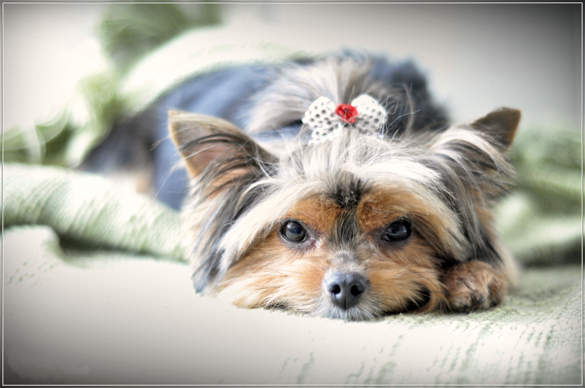 Nikon AF Nikkor 50mm F1.8D sample photo. Pets photography