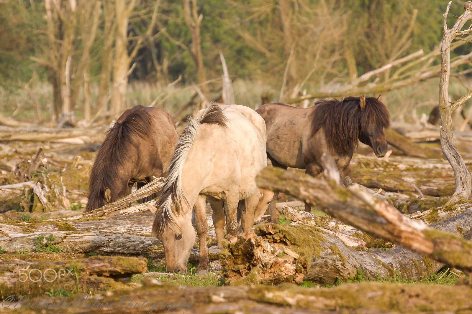 Canon EOS 50D + Canon EF 70-200mm F4L USM sample photo. Konik horses photography