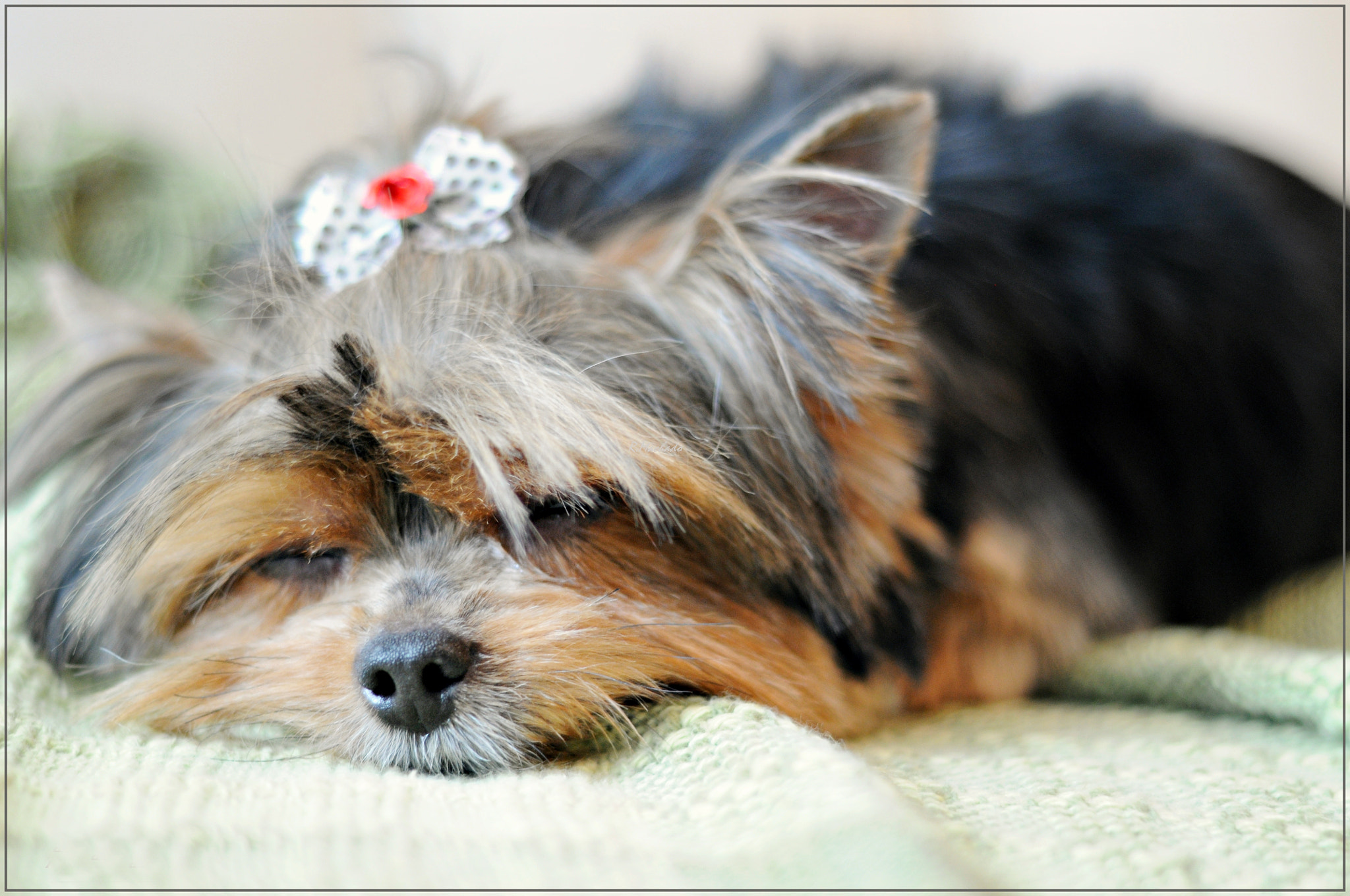 Nikon AF Nikkor 50mm F1.8D sample photo. Pets photography