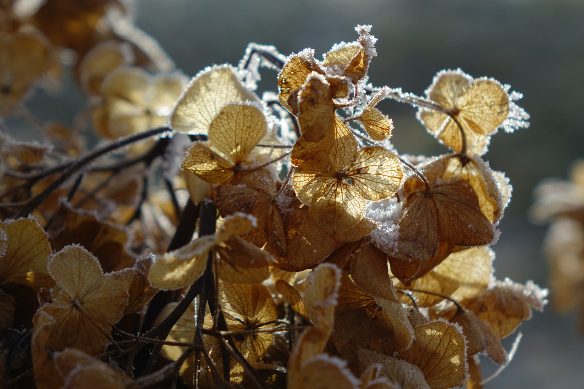Sony 24-200mm F2.8 sample photo. Waiting for snow photography