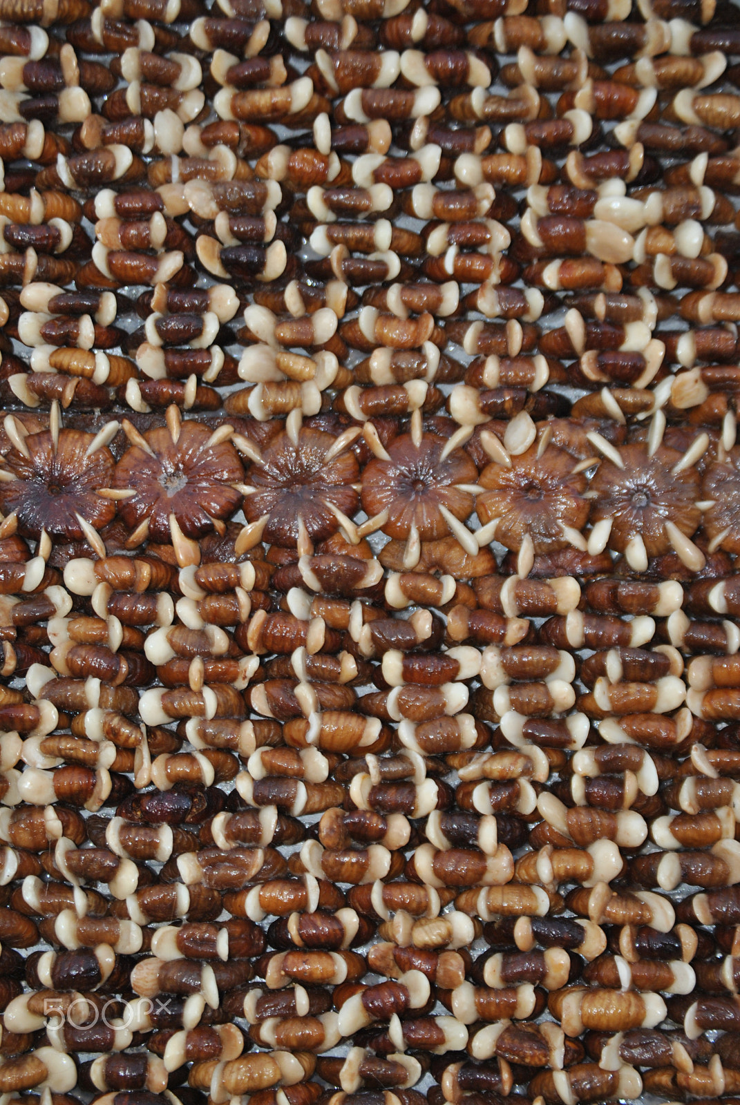 Nikon D3000 sample photo. New construction materials: almonds and figgs photography