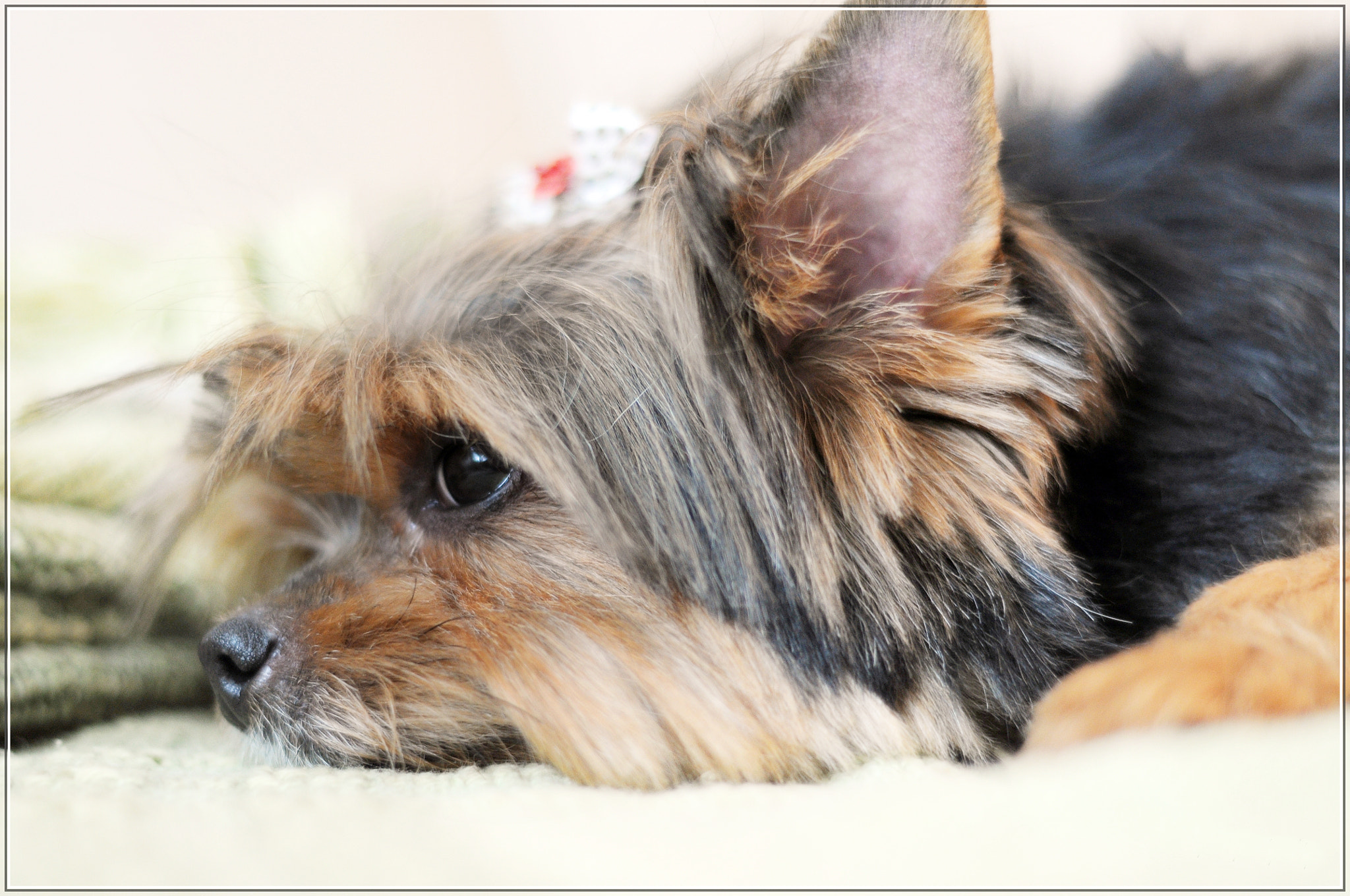 Nikon D5000 + Nikon AF Nikkor 50mm F1.8D sample photo. Pets photography