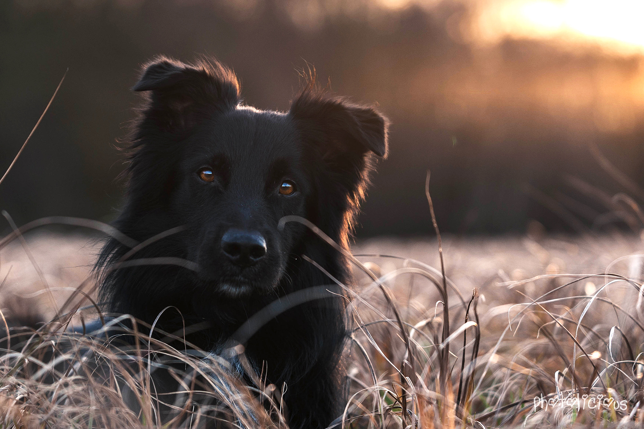 AF-S Zoom-Nikkor 80-200mm f/2.8D IF-ED sample photo. Loki - avatara's sanctuary in black photography