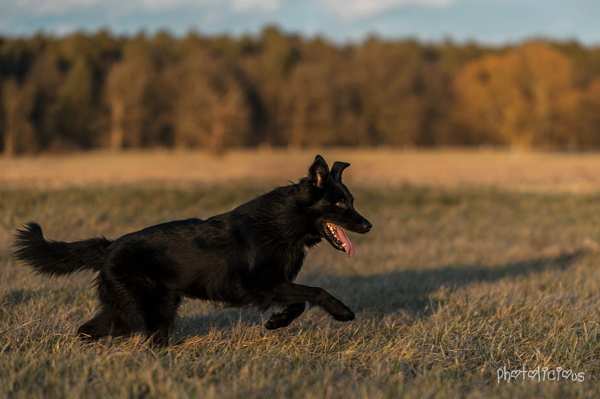 AF-S Zoom-Nikkor 80-200mm f/2.8D IF-ED sample photo. Loki - avatara's sanctuary in black photography