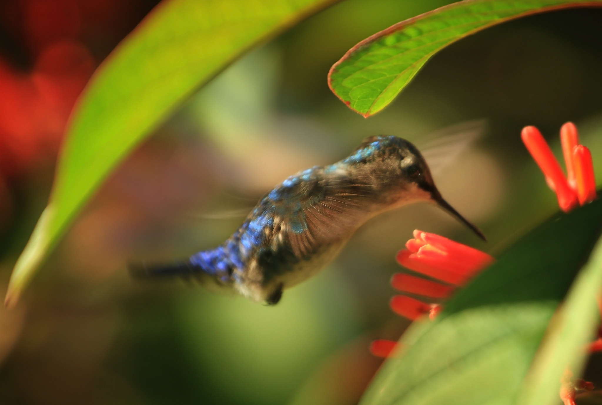 Canon EF 70-200mm F4L USM sample photo. Bee hummingbird photography