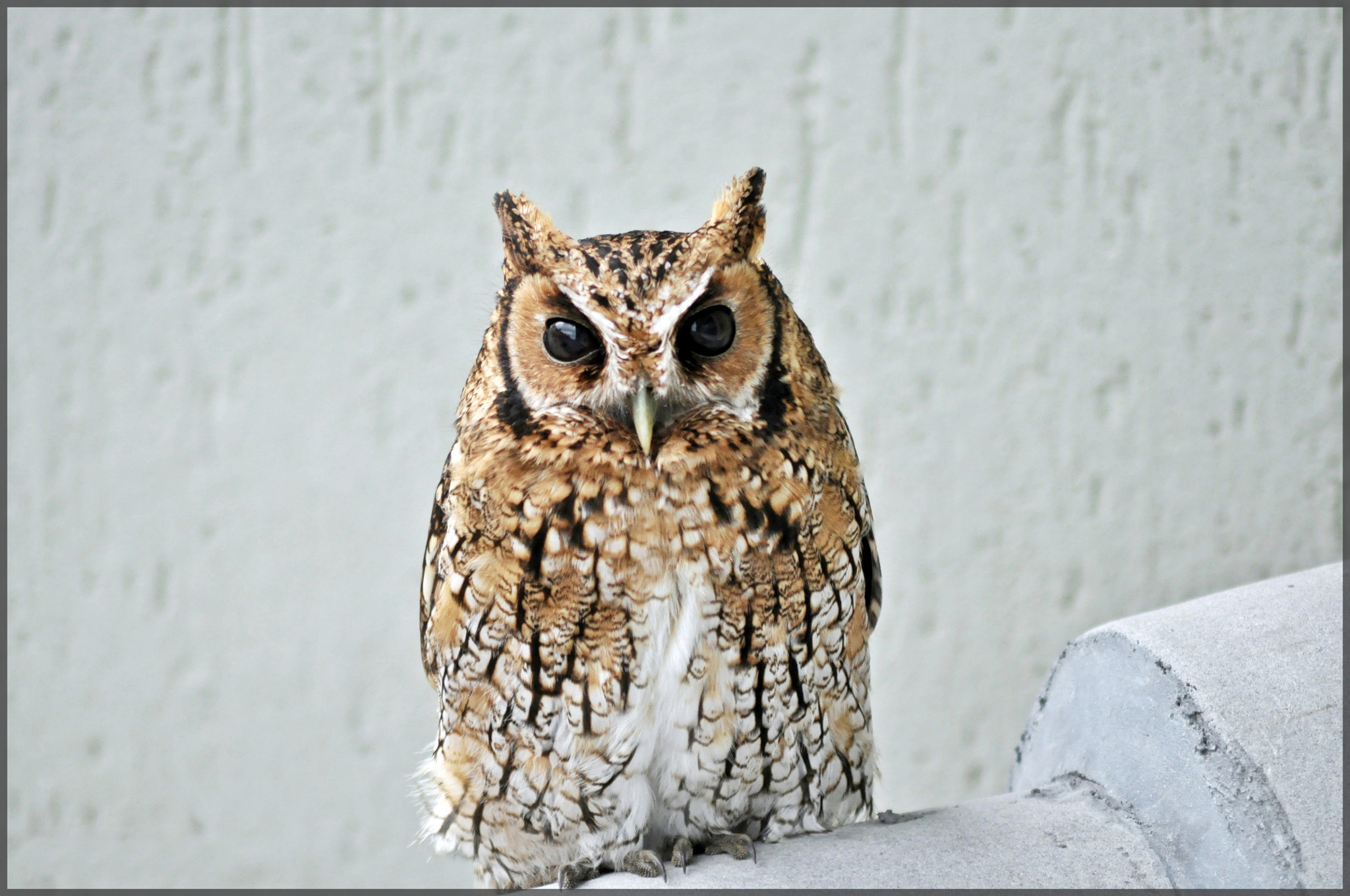 Nikon AF Nikkor 70-300mm F4-5.6G sample photo. Pets photography