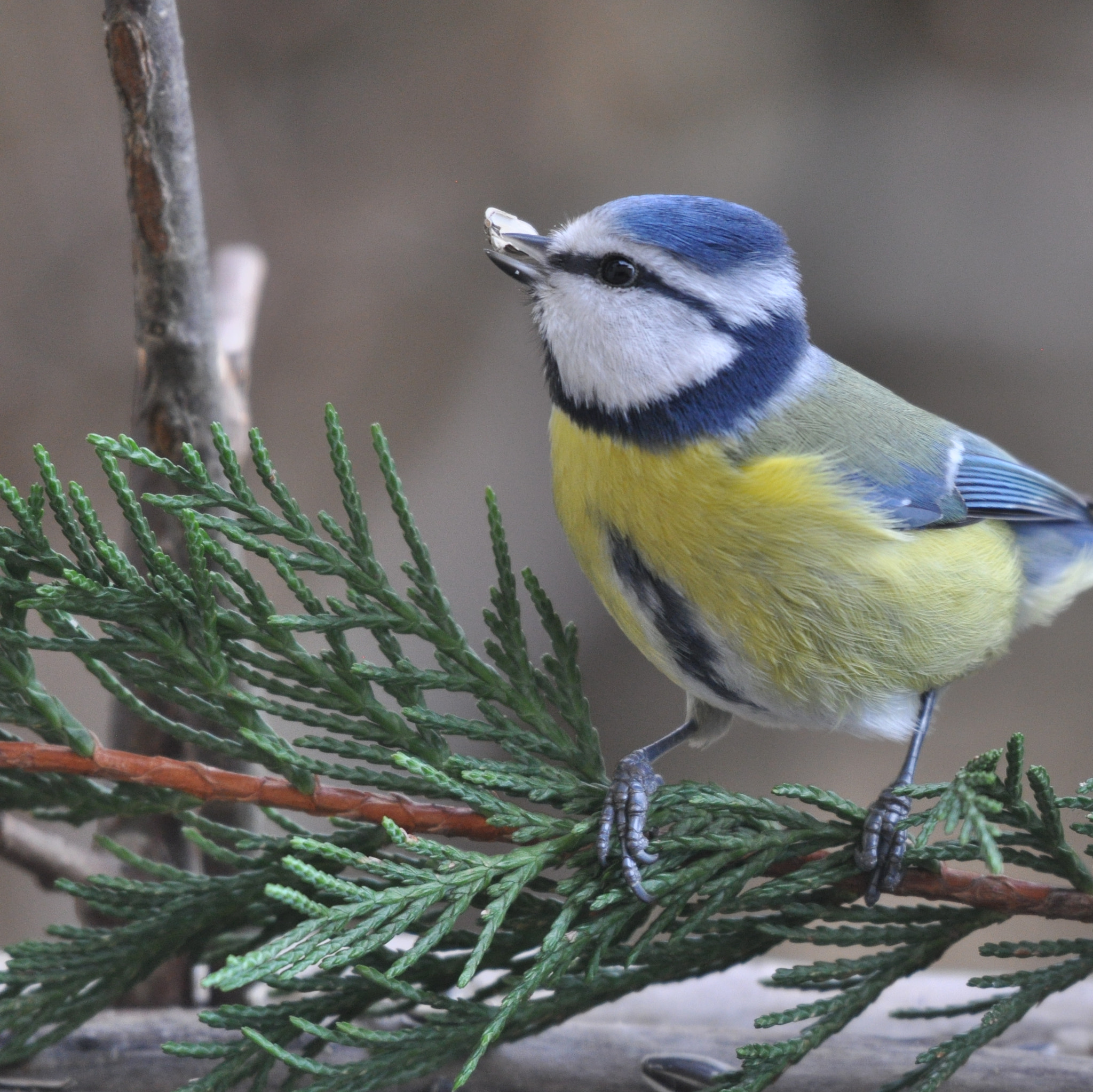 Nikon AF-S Nikkor 200-500mm F5.6E ED VR sample photo. Mésange à tête bleue photography