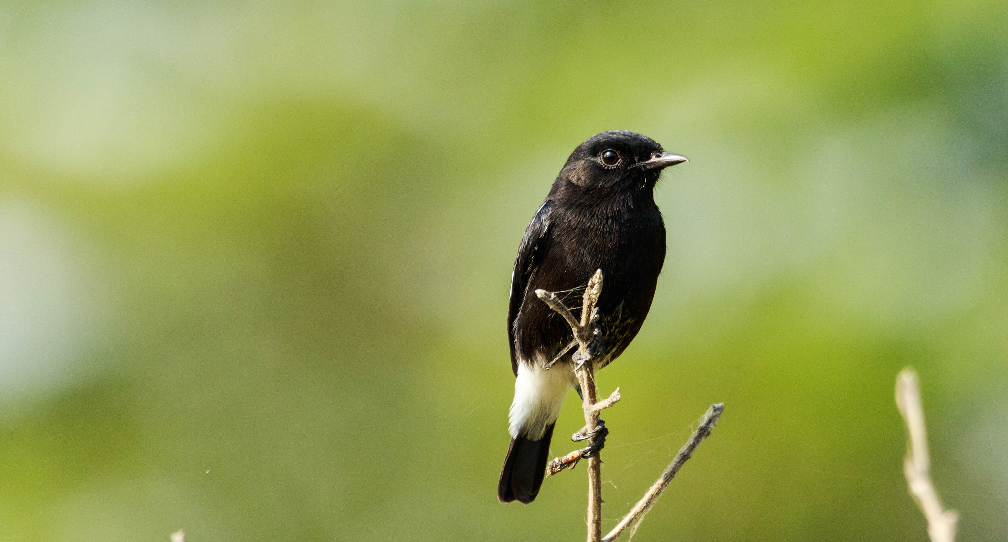 Canon EOS 7D Mark II + Sigma 50-500mm F4.5-6.3 DG OS HSM sample photo. Pied bushchat photography