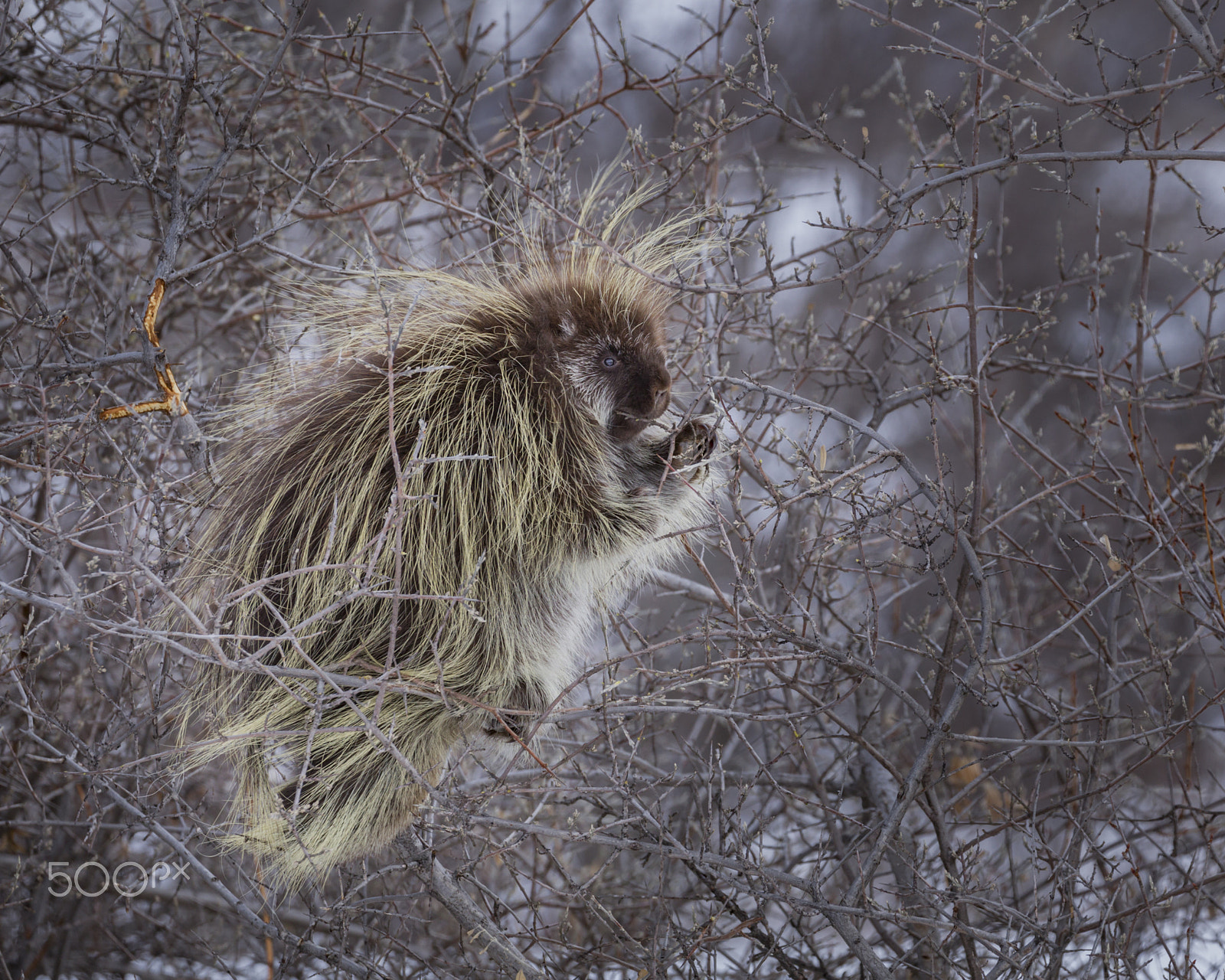 Canon EOS-1D Mark IV + Canon EF 100-400mm F4.5-5.6L IS II USM sample photo. Porcupine in a bush photography