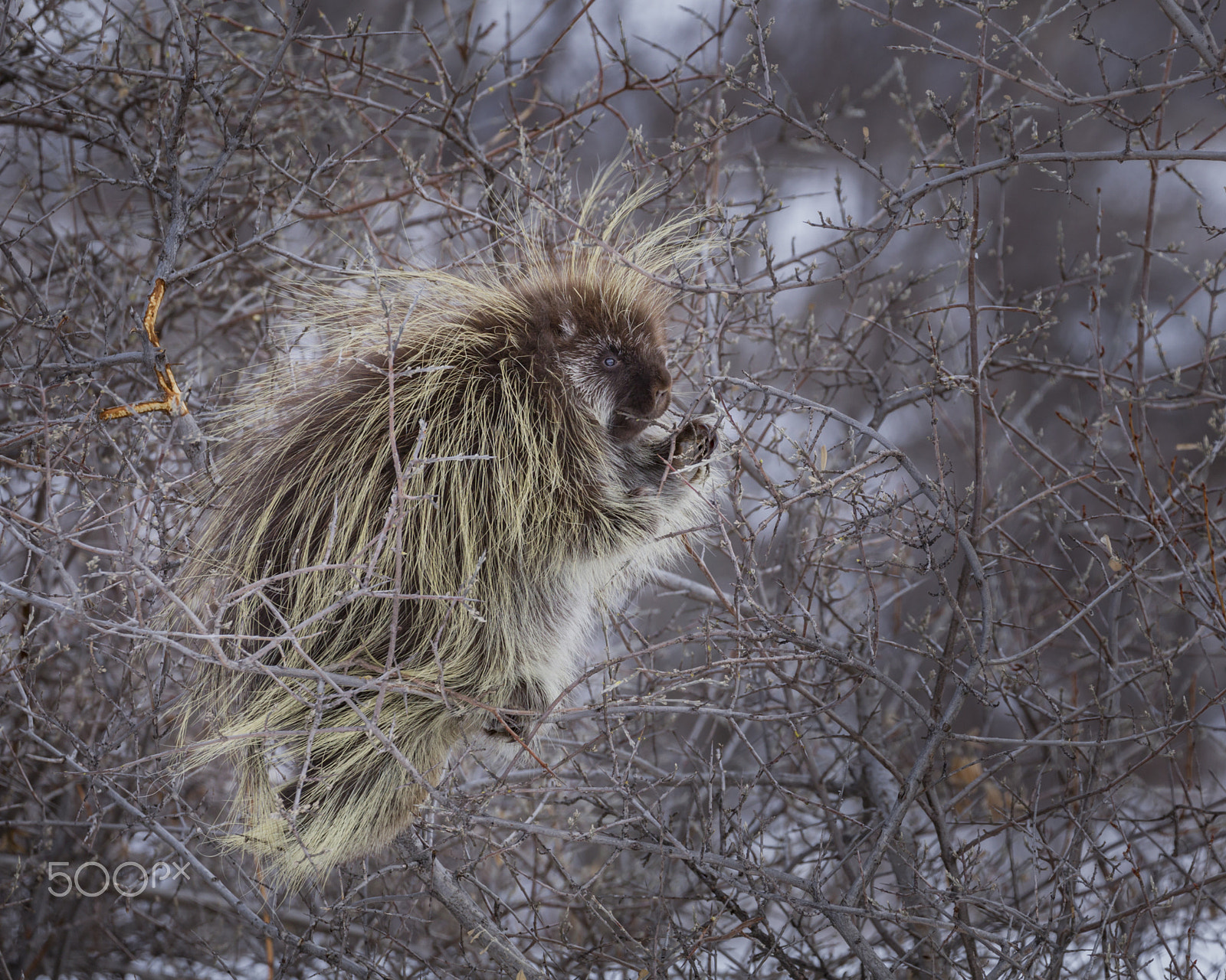 Canon EOS-1D Mark IV sample photo. Porcupine in a bush photography
