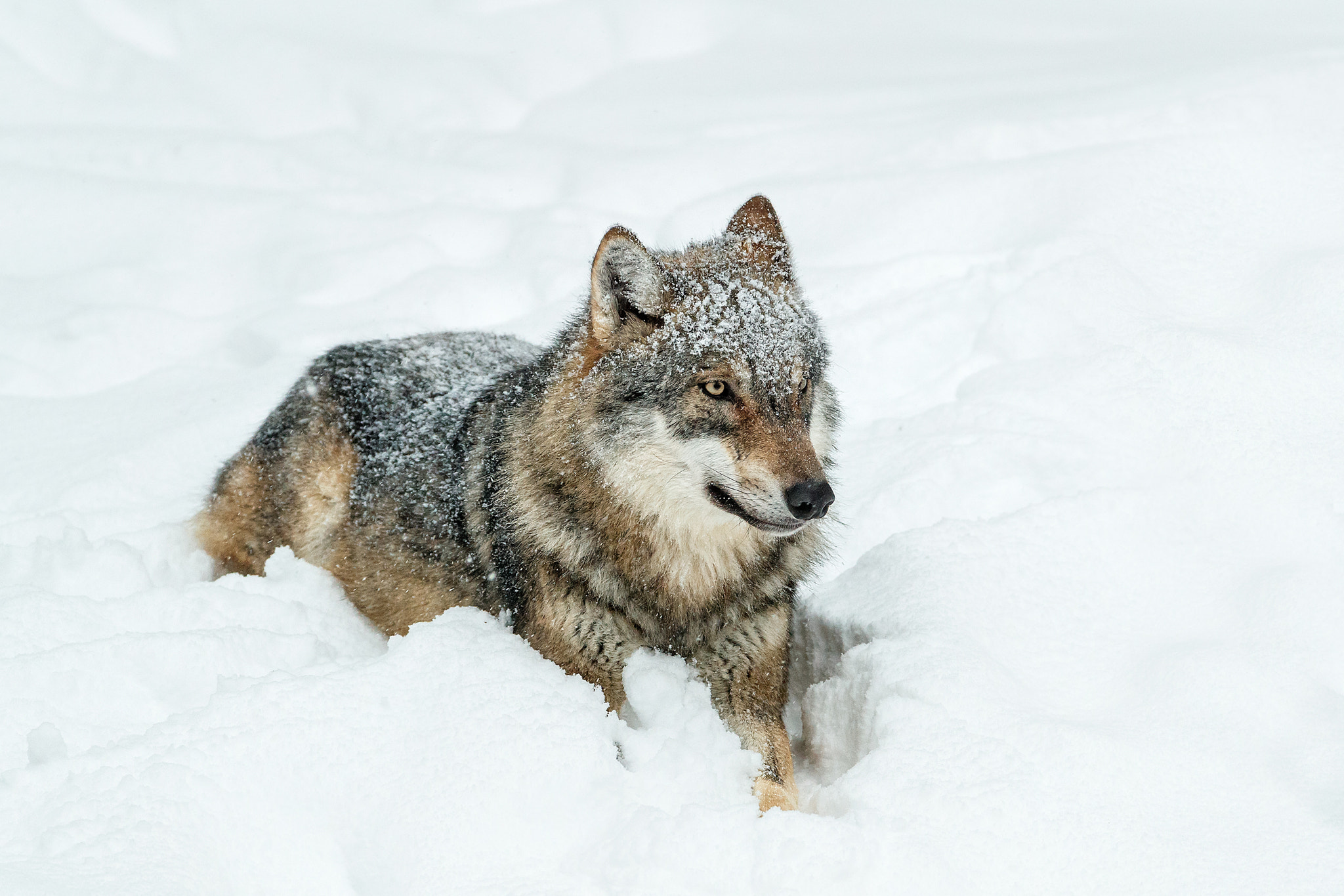 Canon EF 200-400mm F4L IS USM Extender 1.4x sample photo. The king photography