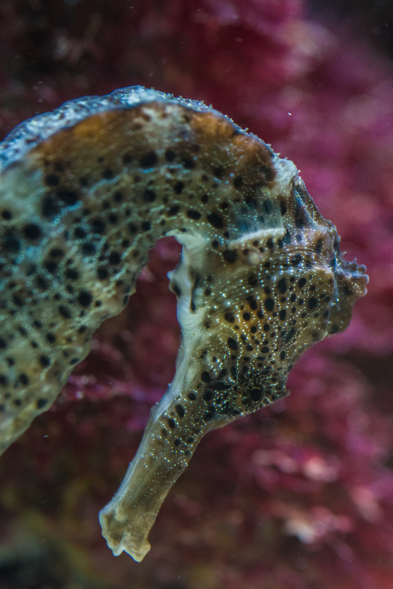 Pentax K-1 sample photo. Seahorse photography