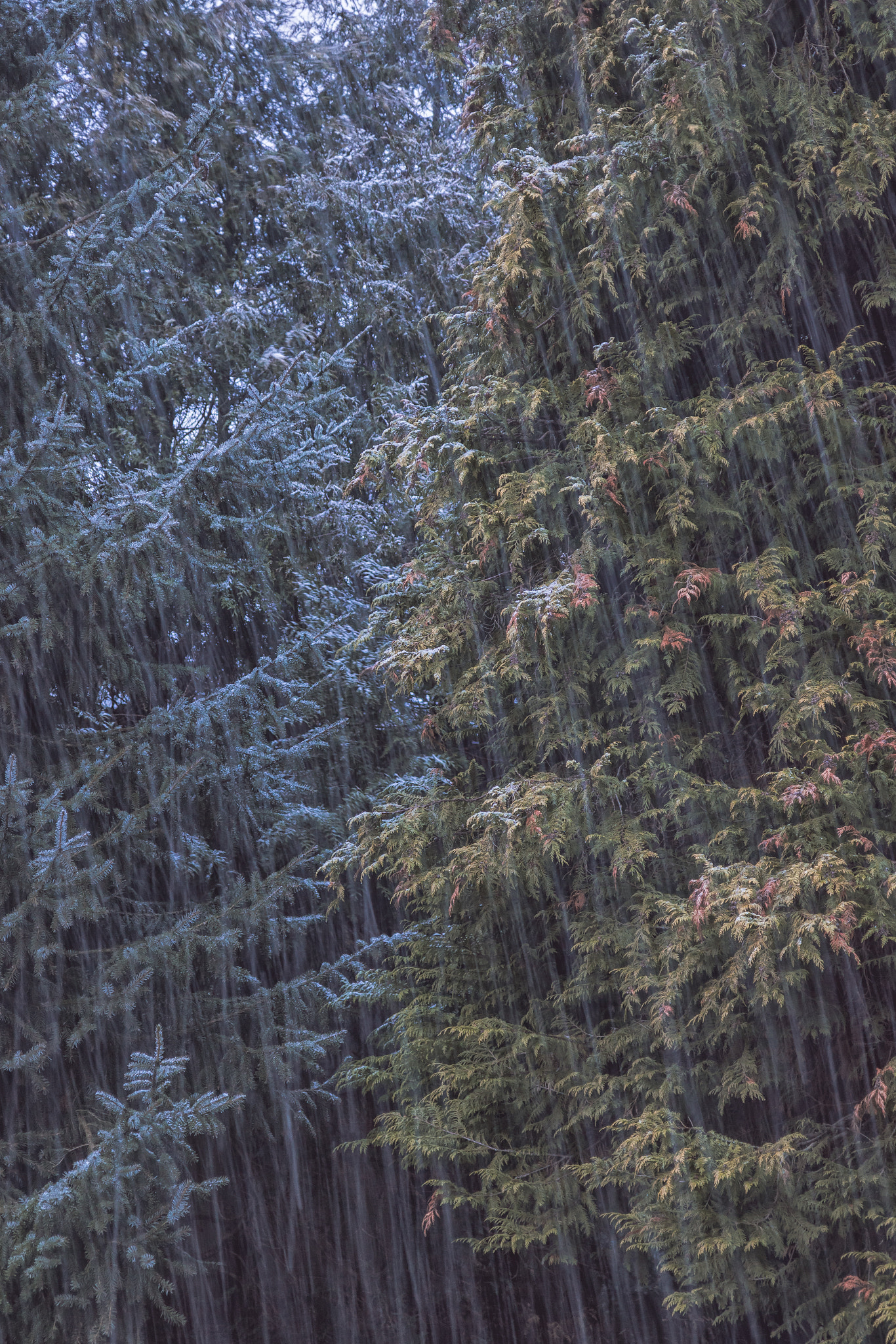 Canon EOS 750D (EOS Rebel T6i / EOS Kiss X8i) sample photo. The weather fits my mood photography