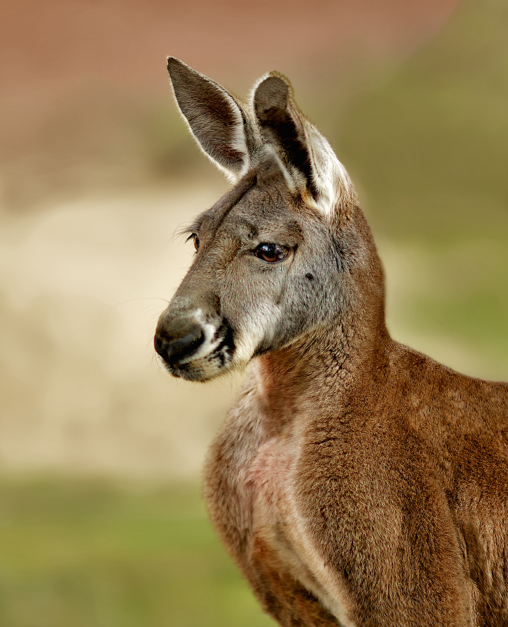 Sony SLT-A55 (SLT-A55V) sample photo. Portrait red kangaroo photography