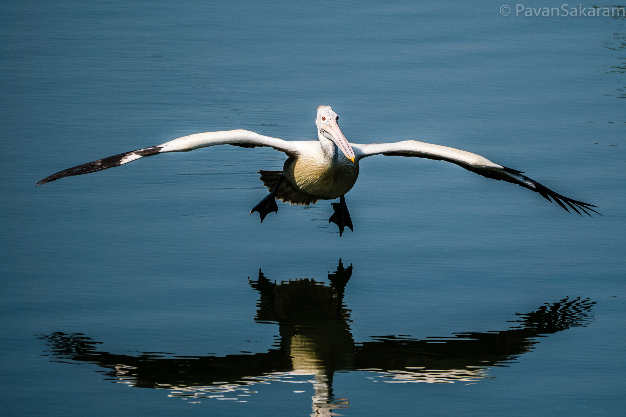 150-600mm F5-6.3 DG OS HSM | Contemporary 015 sample photo. Spot billed pelican photography