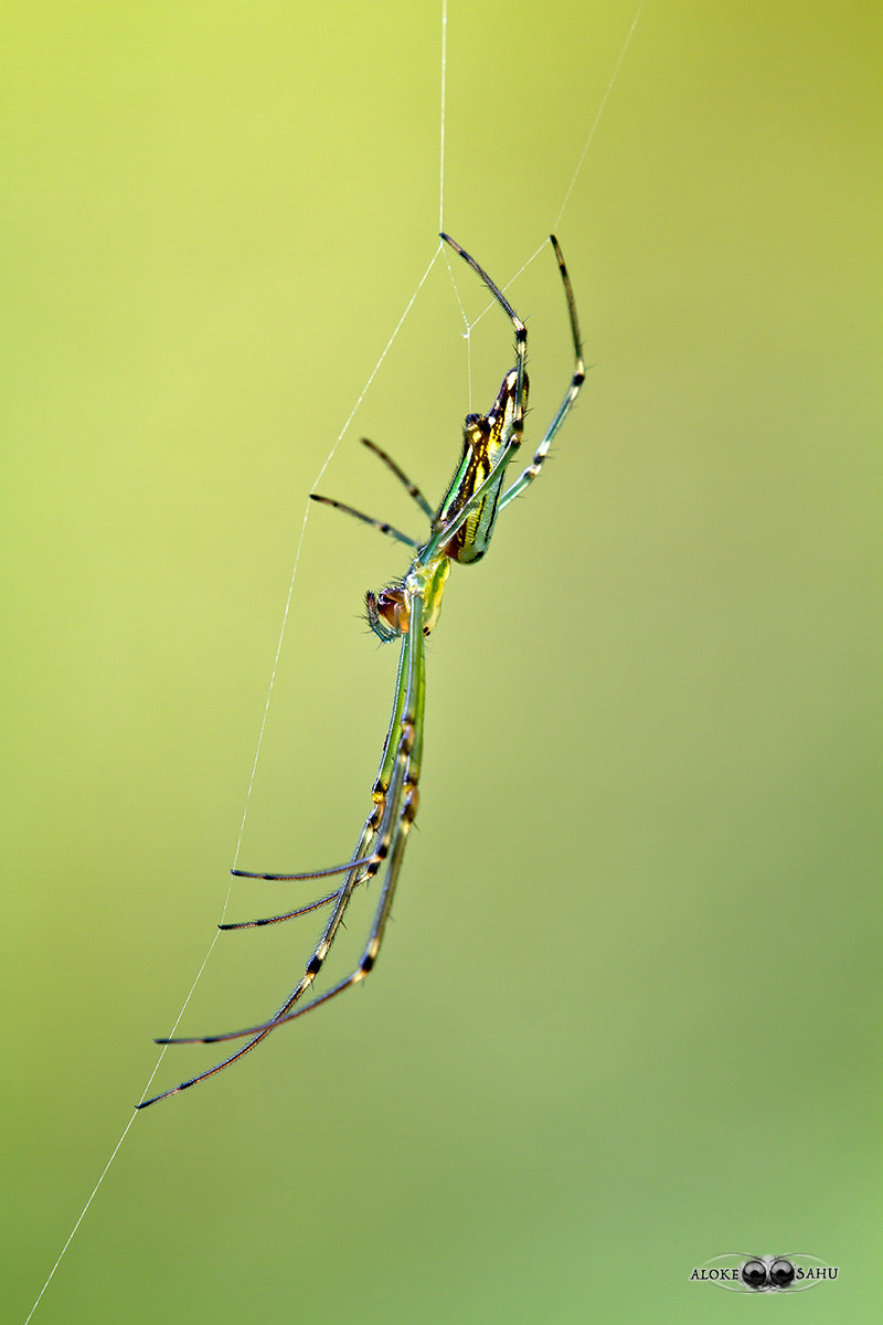 Canon EF 180mm F3.5L Macro USM sample photo. Leucauge decorata photography