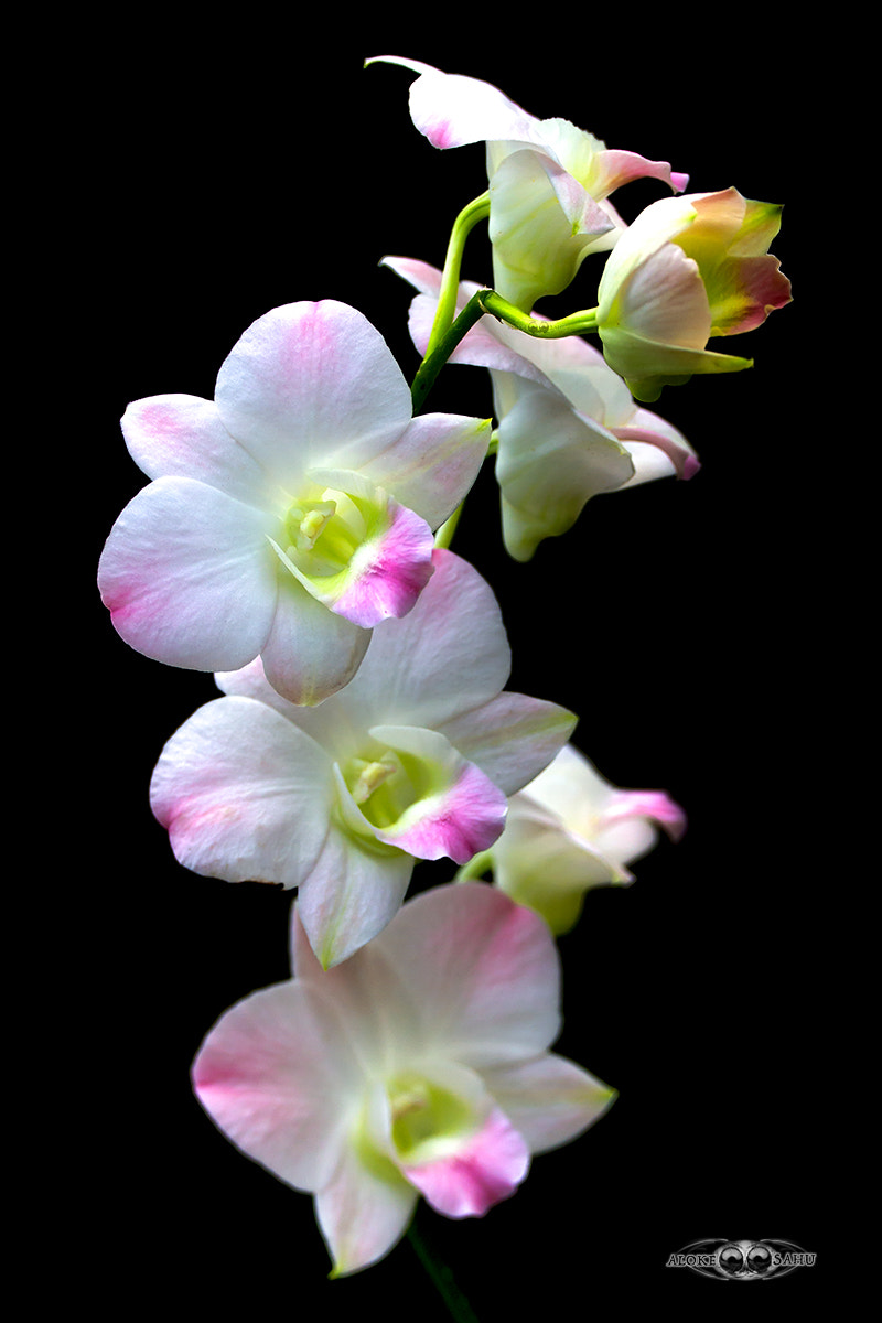 Canon EF 180mm F3.5L Macro USM sample photo. Pastel beauty photography