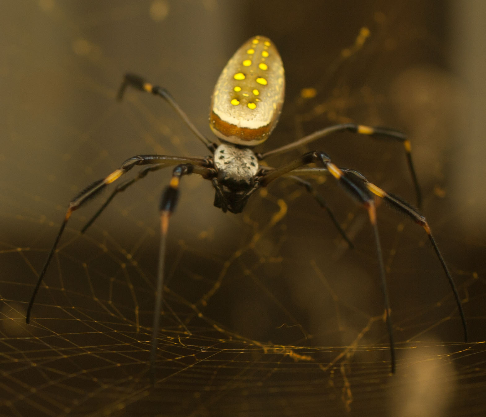 Canon EF 100mm F2.8L Macro IS USM sample photo. Golden web spider photography