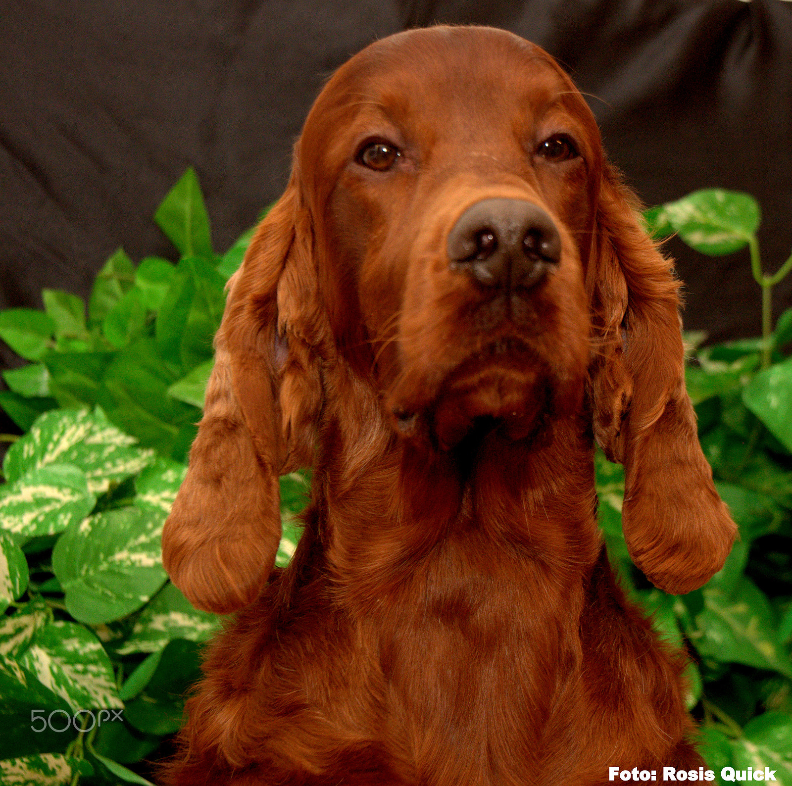Nikon D5000 sample photo. Rambo photography