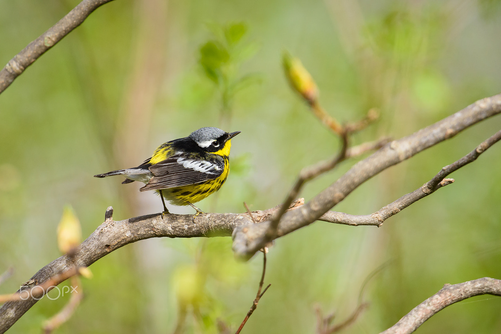 Nikon D810 sample photo. Magnolia warbler in the spring photography