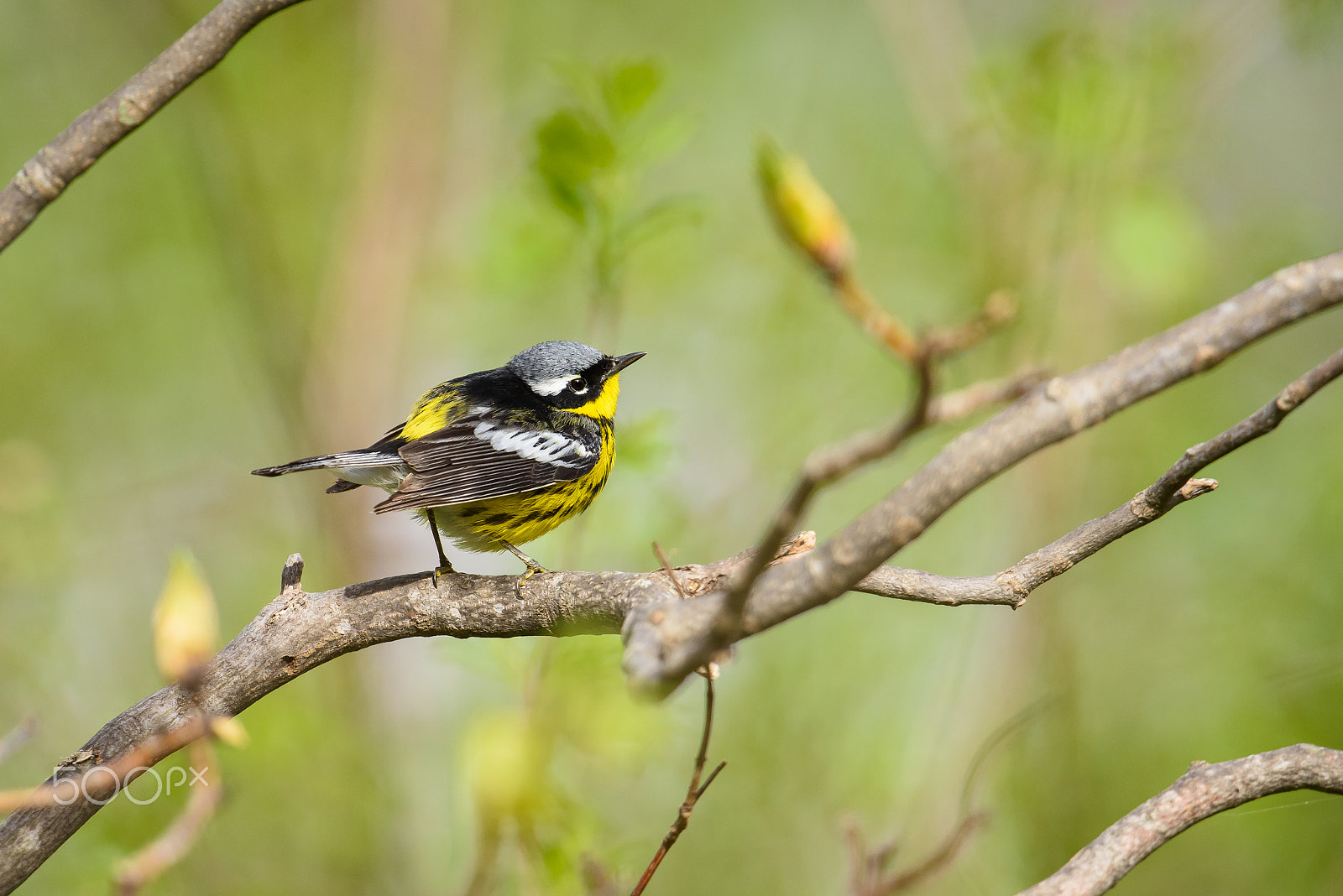 Nikon D810 + Nikon AF-S Nikkor 500mm F4G ED VR sample photo. Magnolia warbler in the spring photography