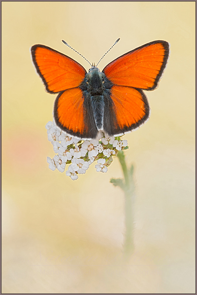 Nikon D300 + Sigma 150mm F2.8 EX DG Macro HSM sample photo. Lilagold-feuerfalter photography