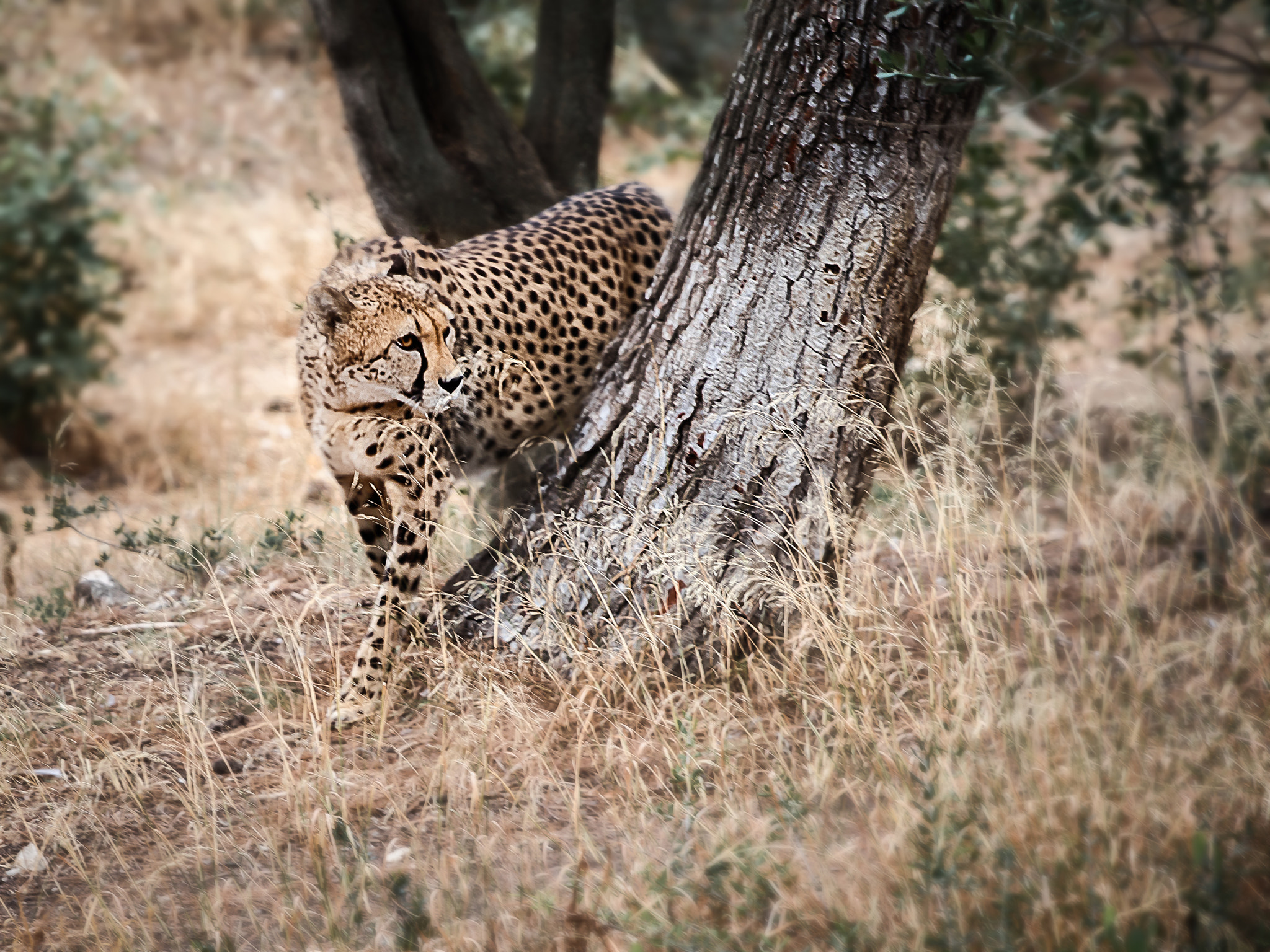 Canon EOS 80D + Canon EF 70-200mm F4L USM sample photo. Stalking cheetah photography