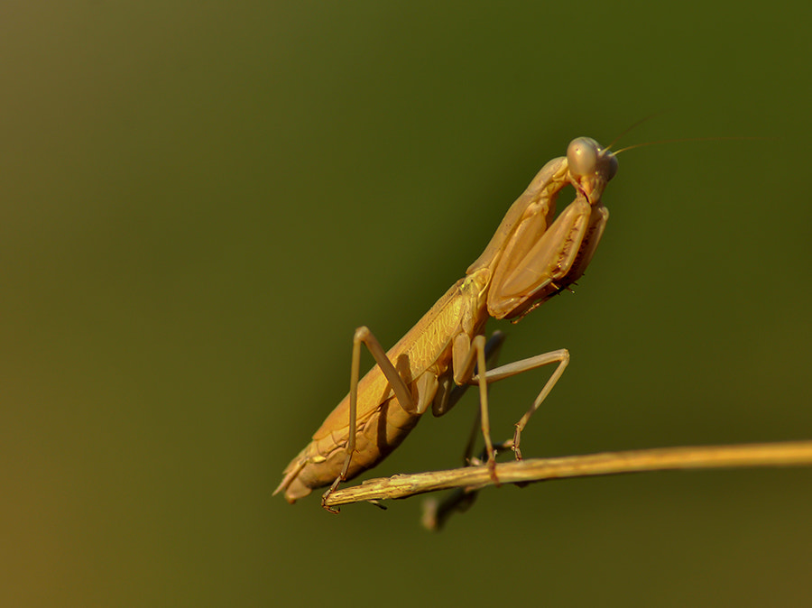 Nikon D5000 sample photo. Mantis photography