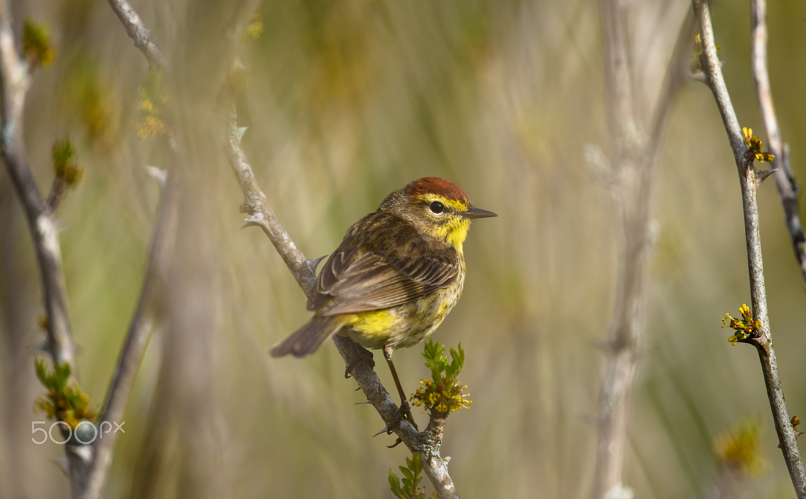 Nikon D810 + Nikon AF-S Nikkor 500mm F4G ED VR sample photo. Palm warbler in prickly ash photography