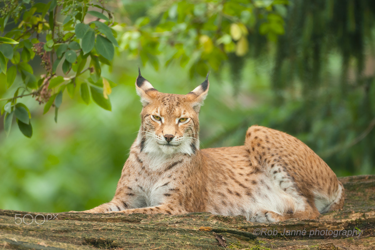 Nikon D300 + Nikon AF-S Nikkor 500mm F4G ED VR sample photo. Lynx photography