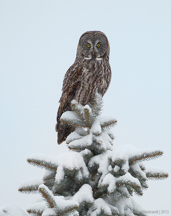 Canon EF 500mm F4L IS USM sample photo. Great gray owl photography